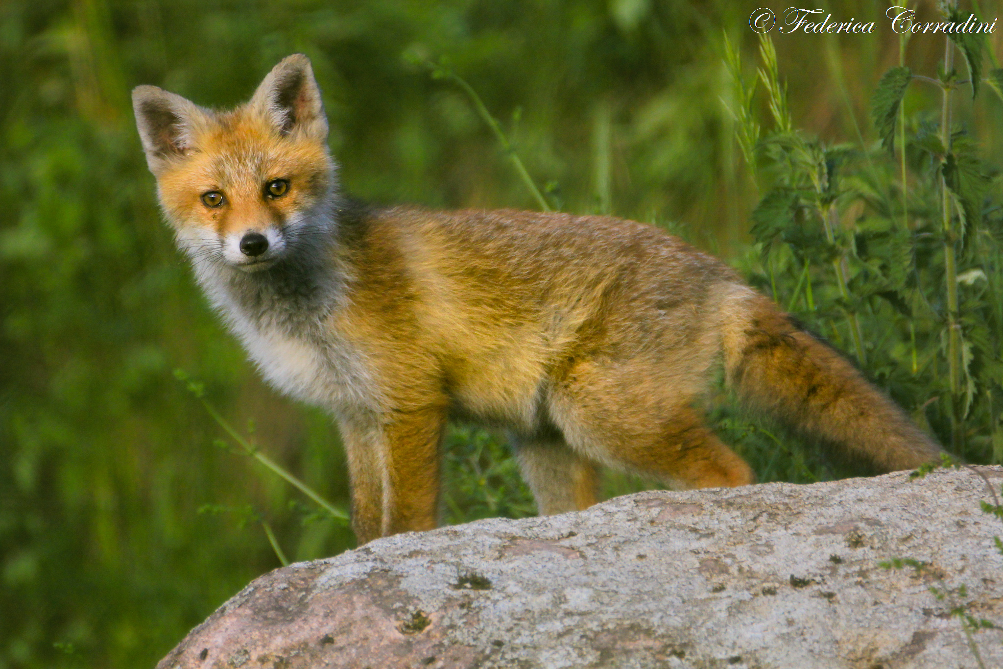 Little Fox...