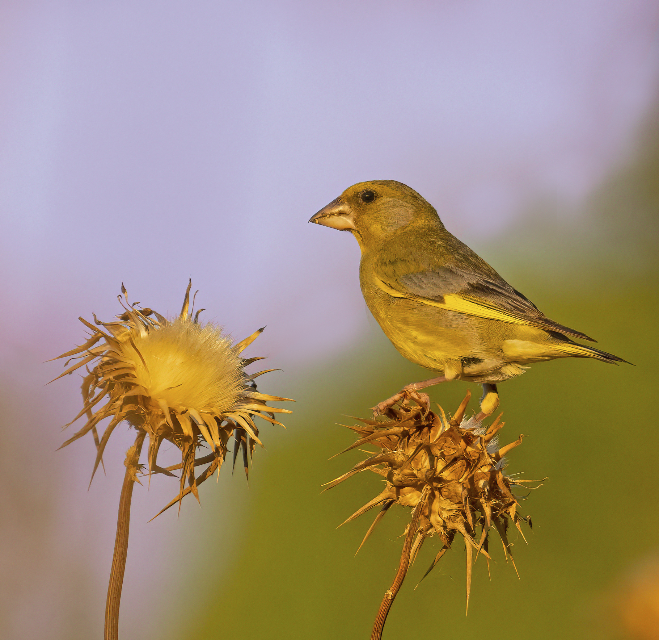 among the flowers of the thistle...