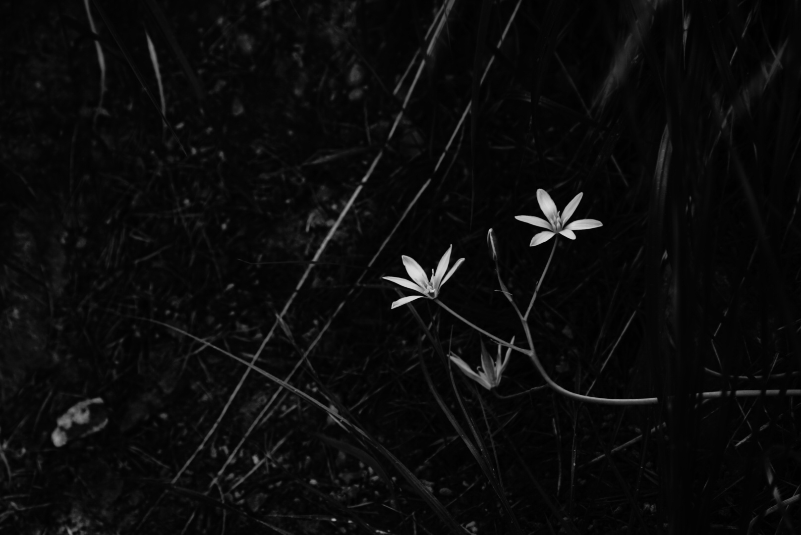 White petals on the black...