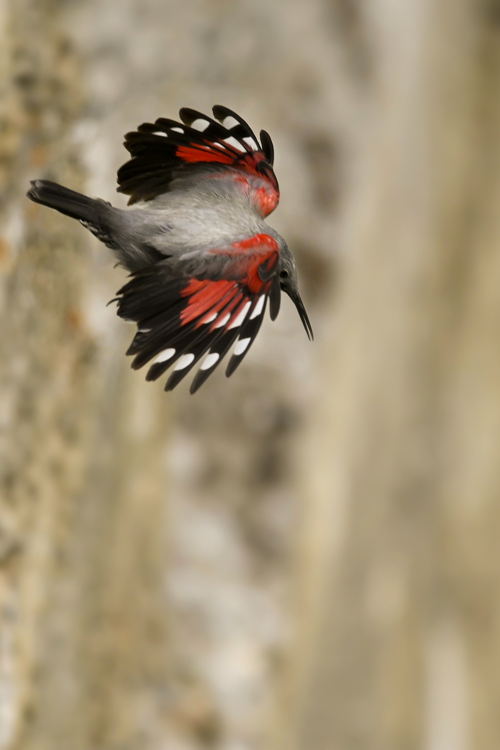 Muraiolo woodpecker...