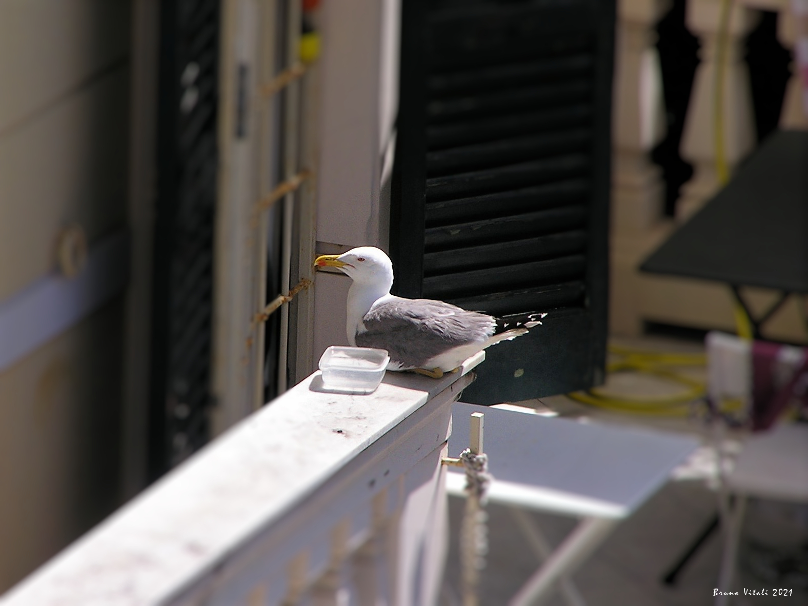 A domestic seagull...