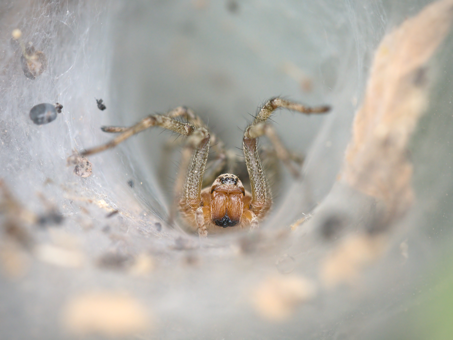 Spider in its cobweb den ...