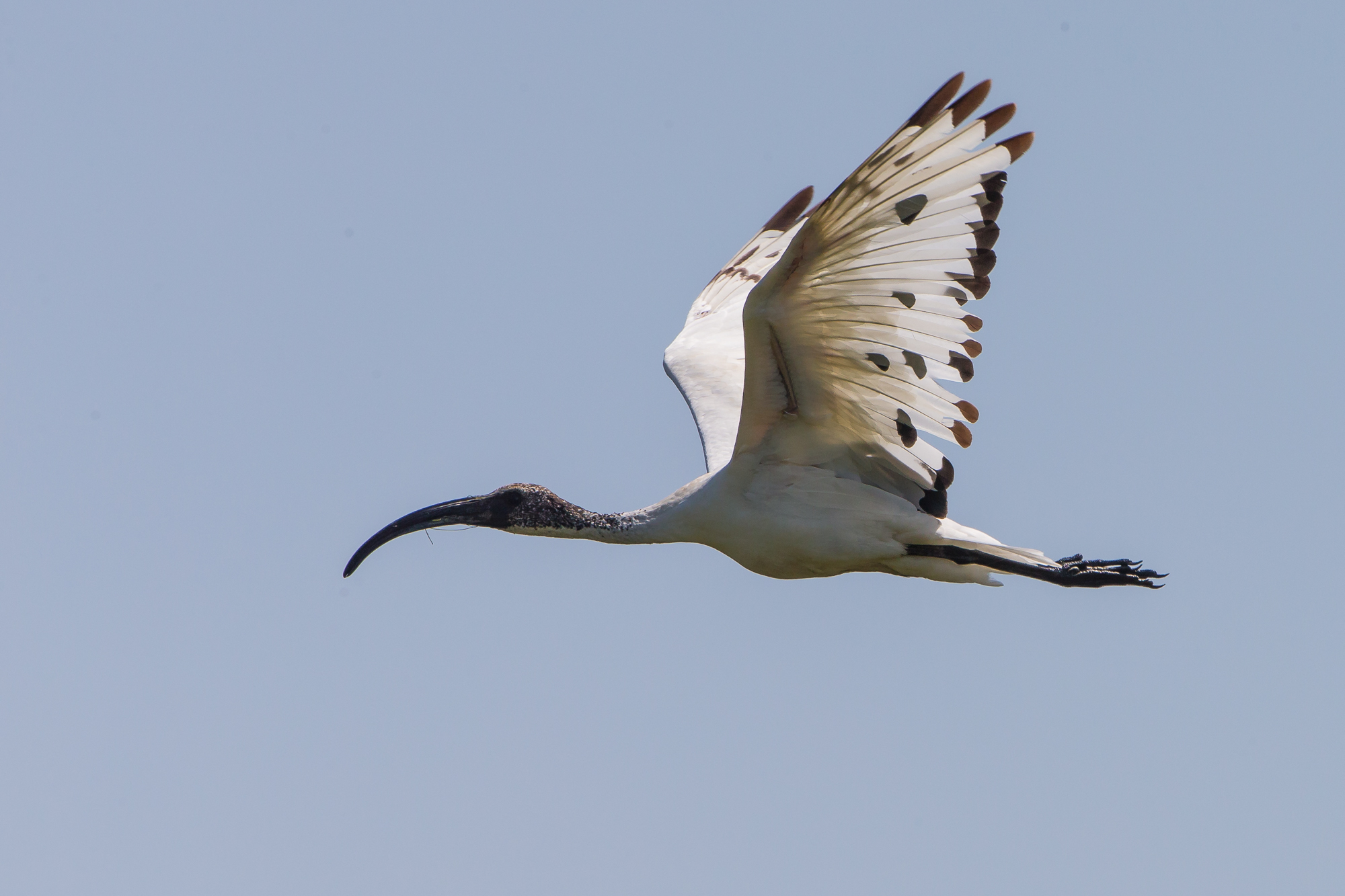 sacred ibis....