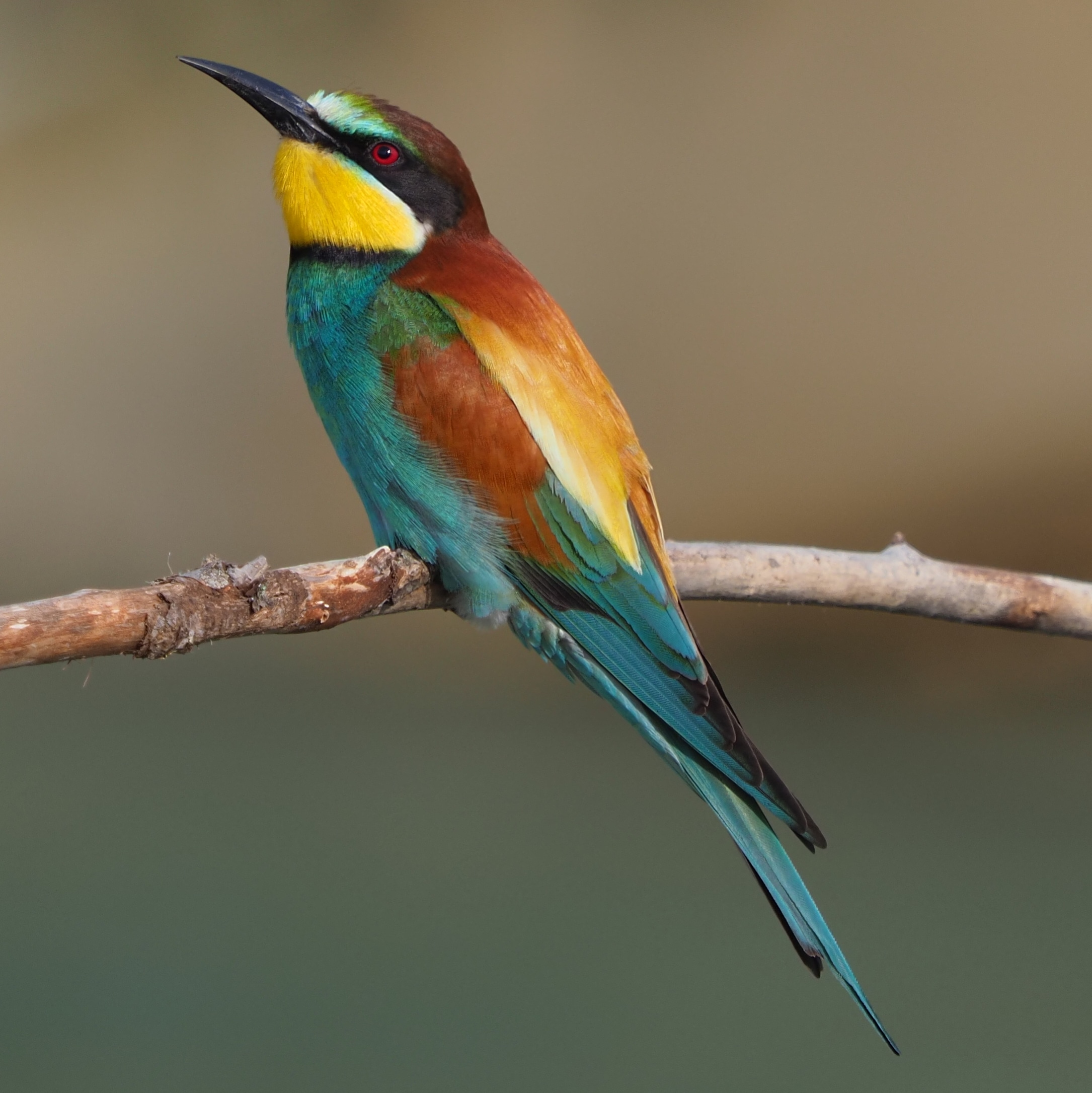 bee-eater ...
