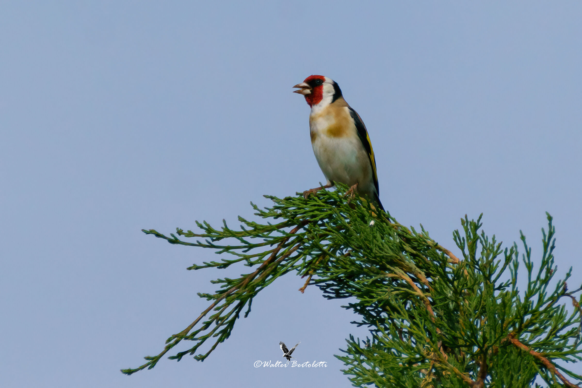 the free singing of the goldfinch...