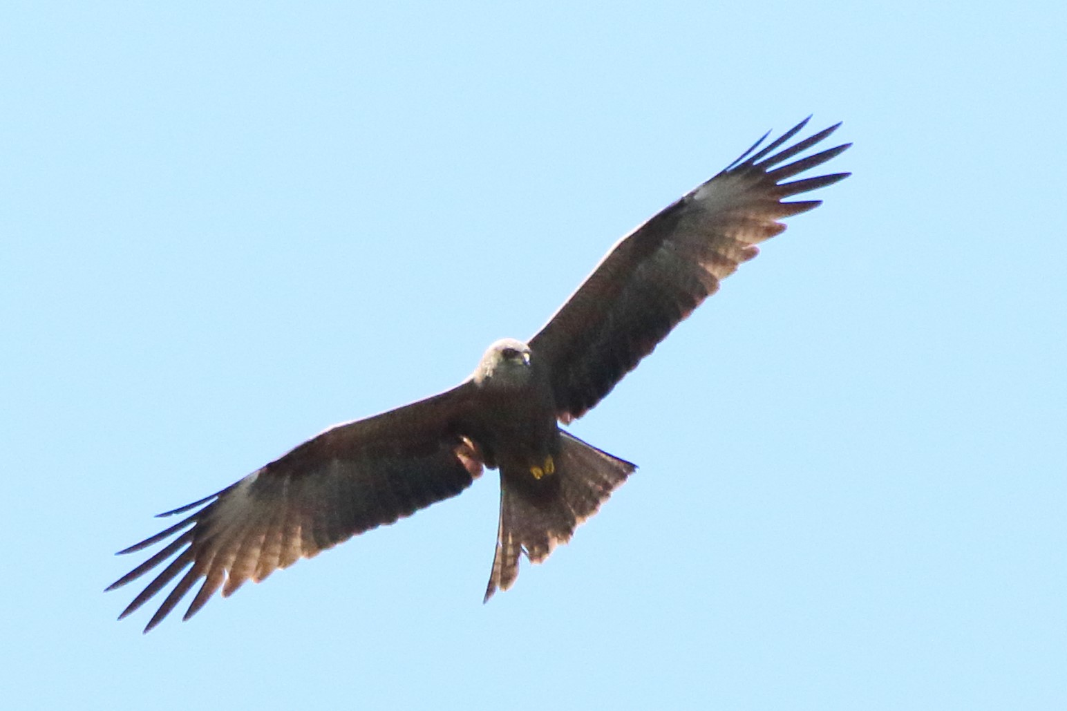 black kite...