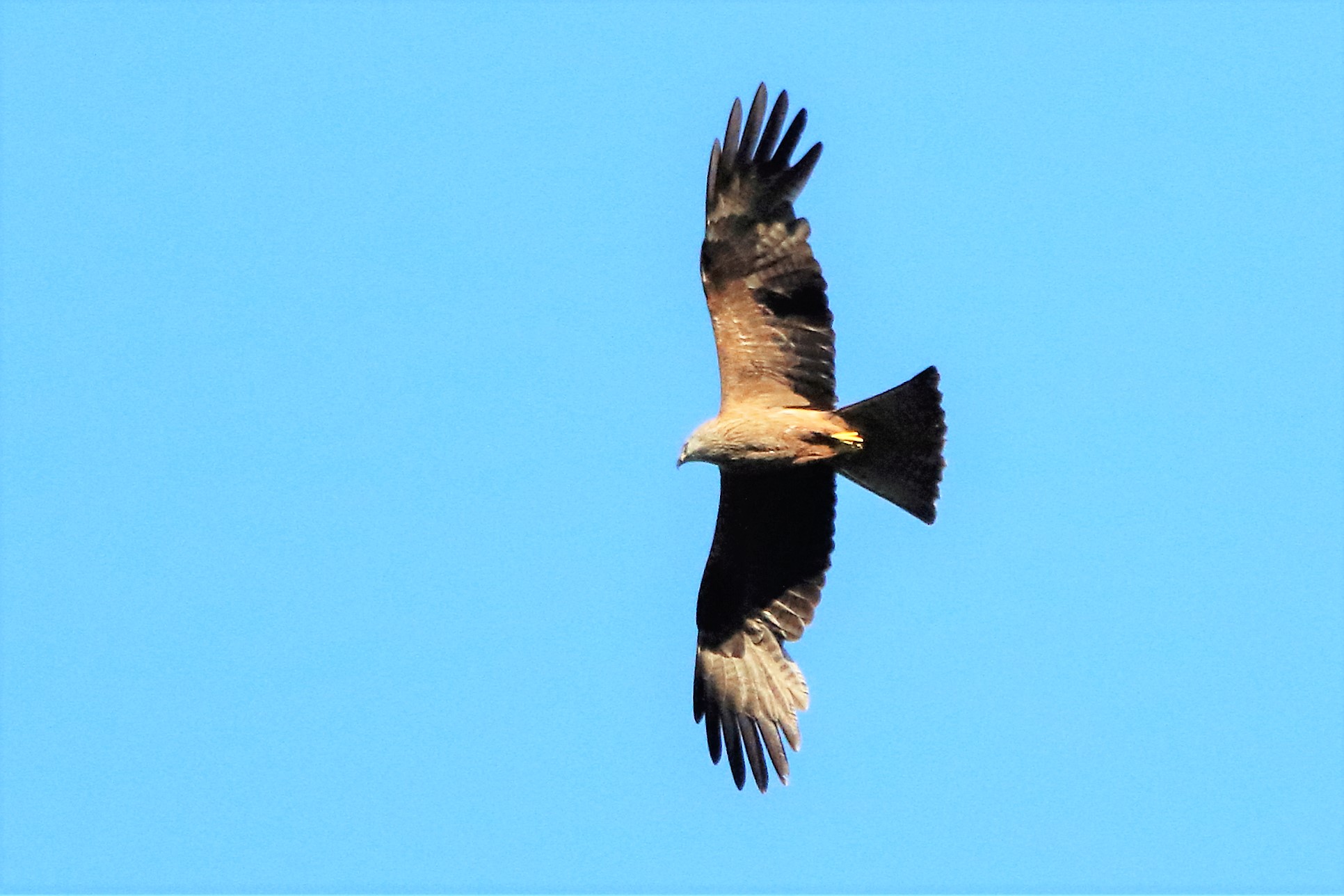 Brown kite shot of 30-06-2021 ...