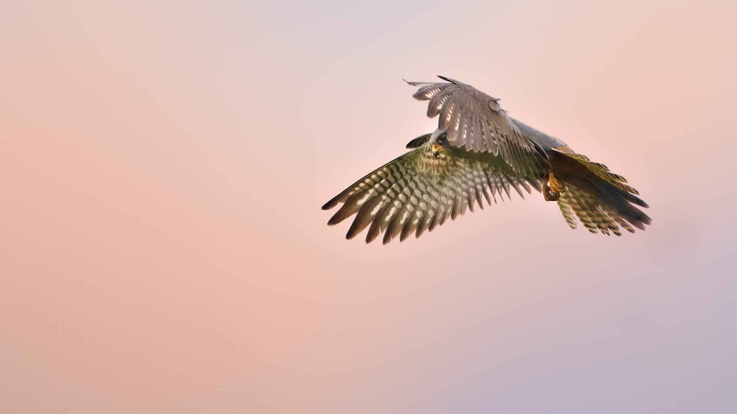 cuckoo falcon ...
