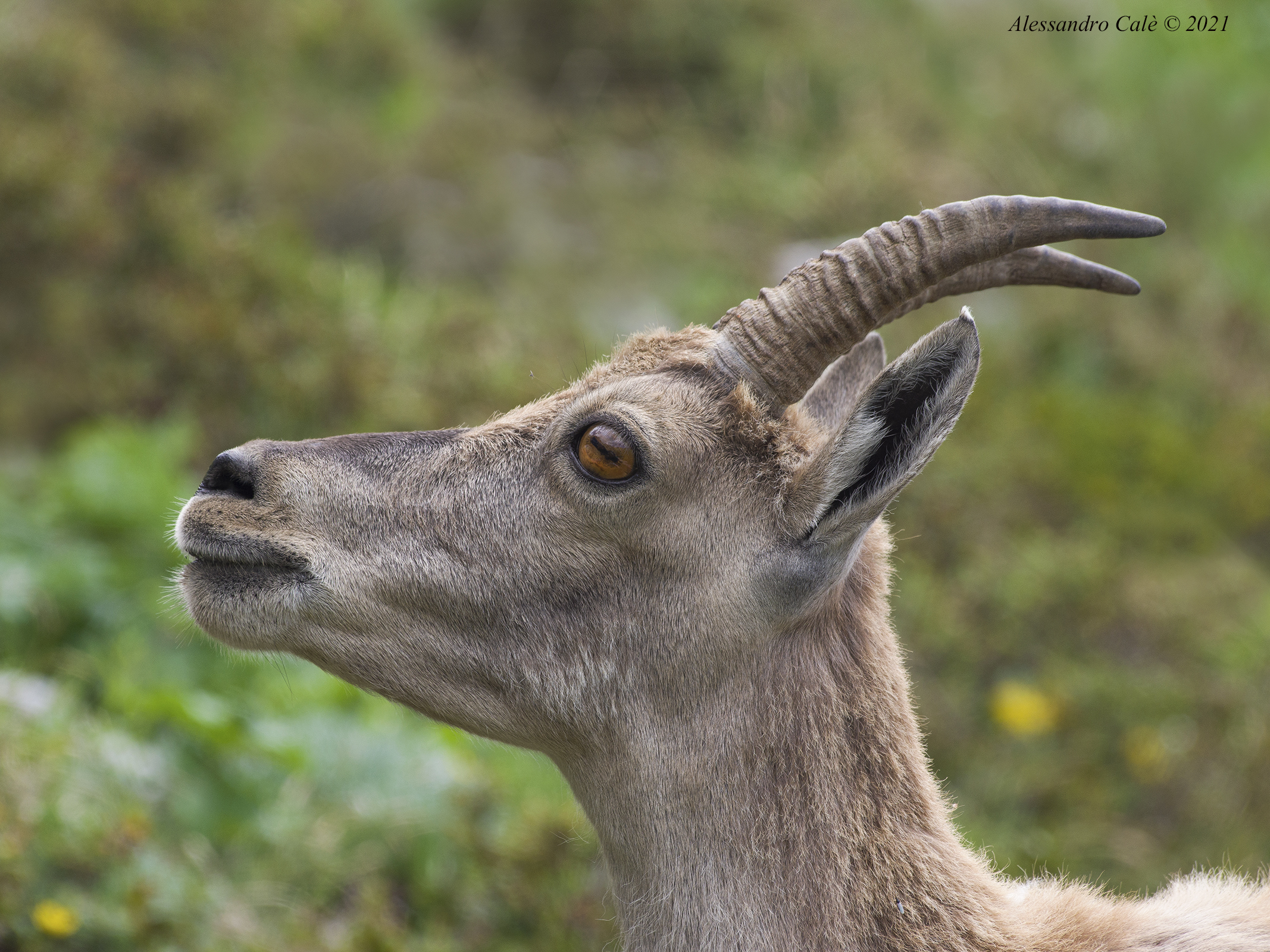Goat ibex (Ibex) F 1876...