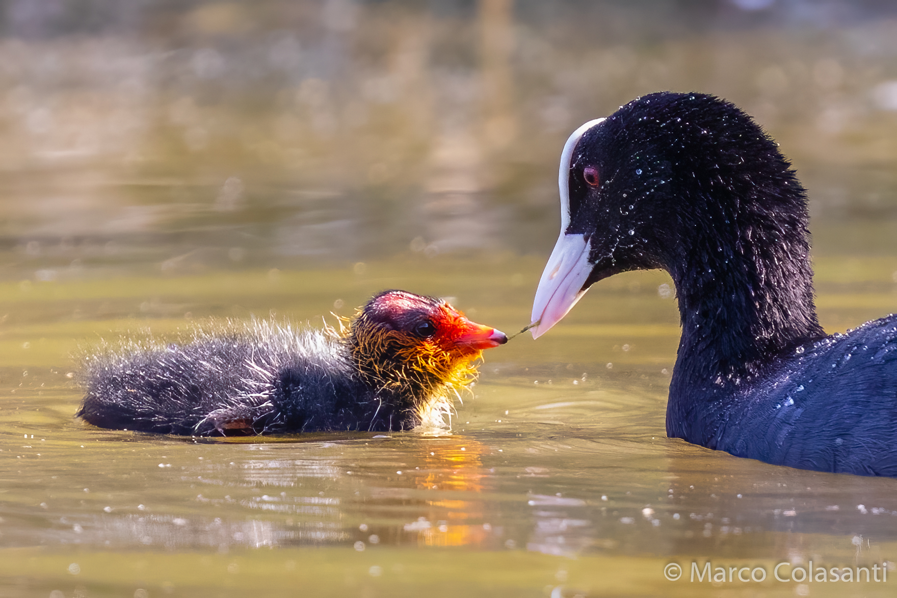 Love of coot...