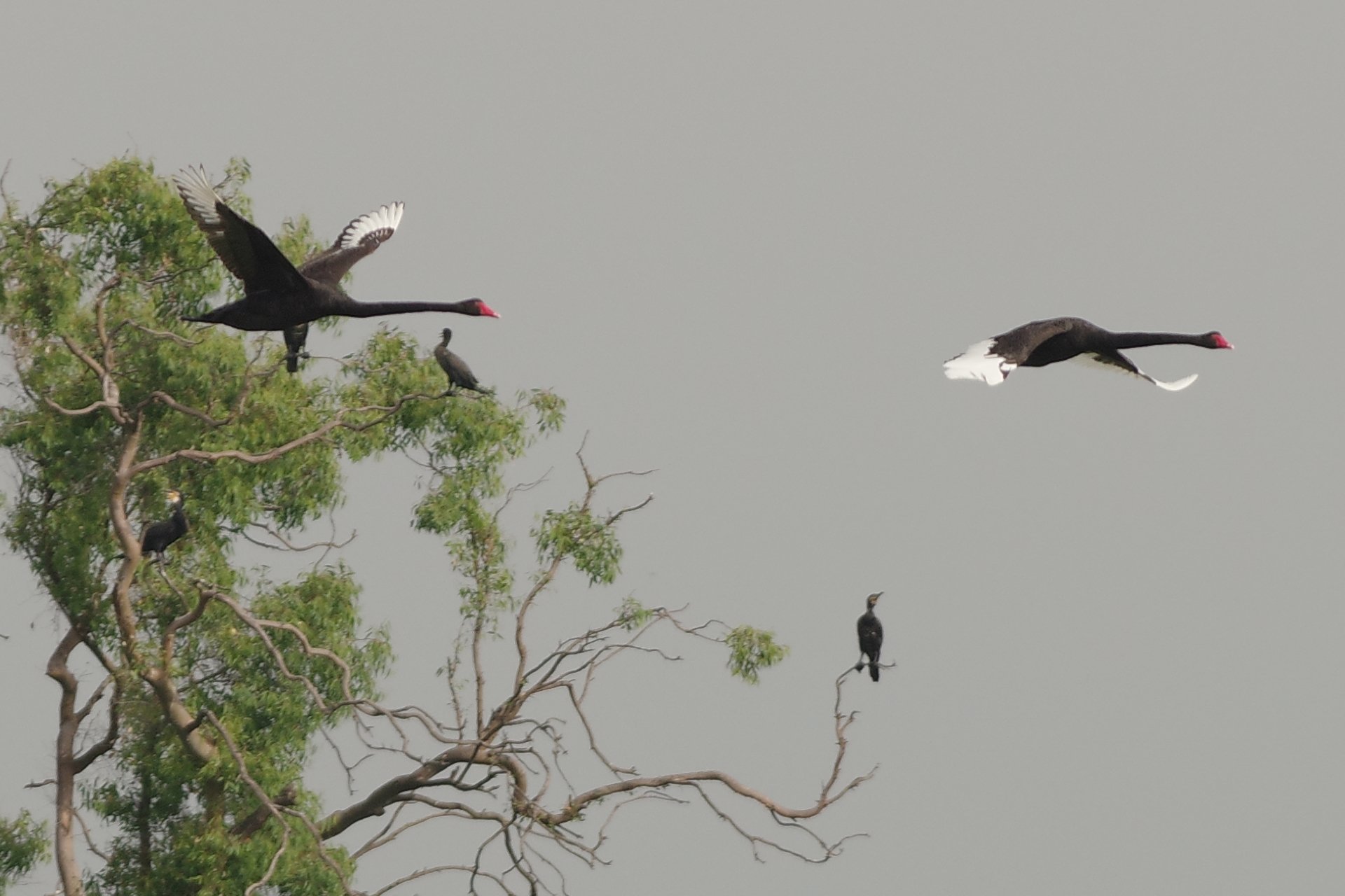Il volo dei cigni neri in natura, quasi un disegno...
