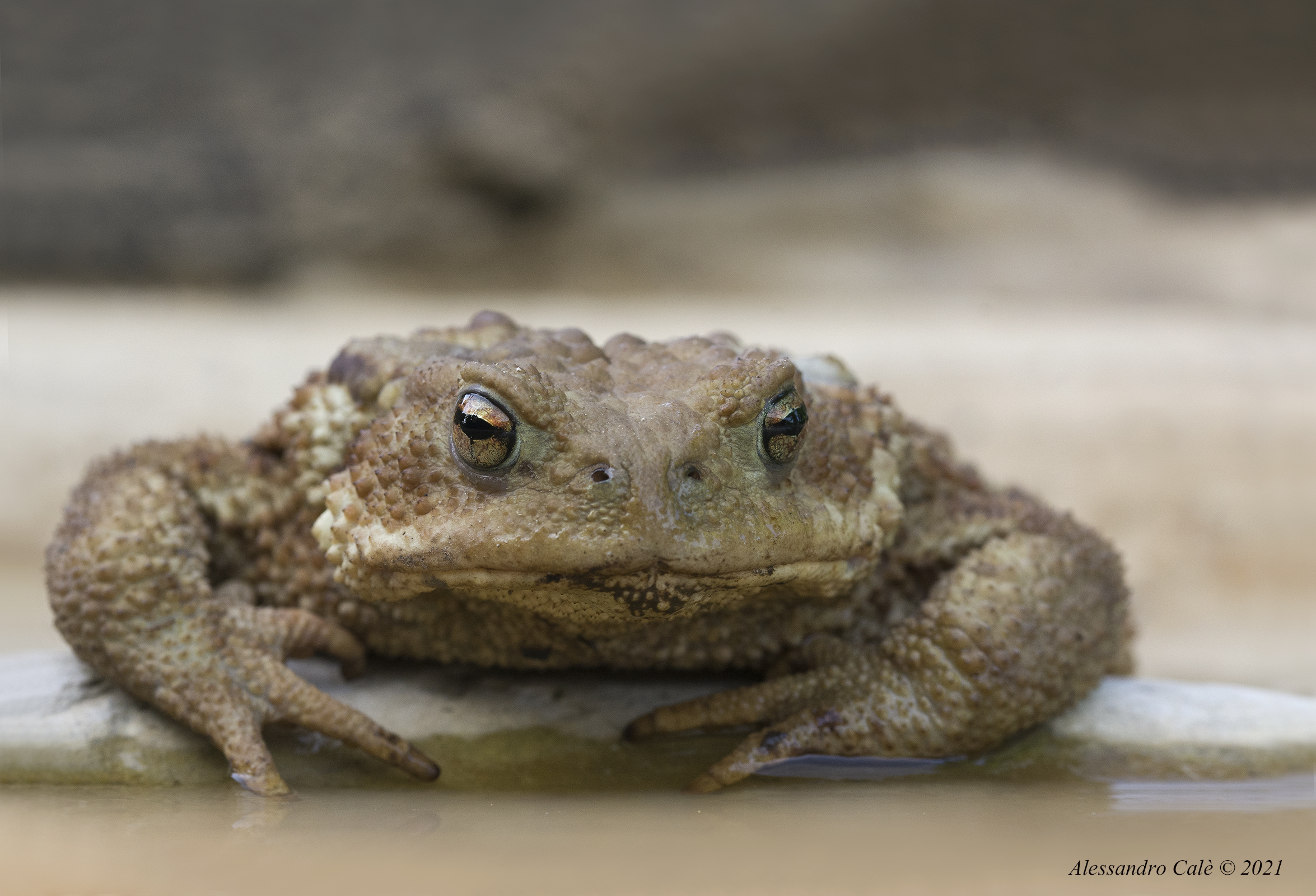 Bufo bufo (Common Toad) 3827...