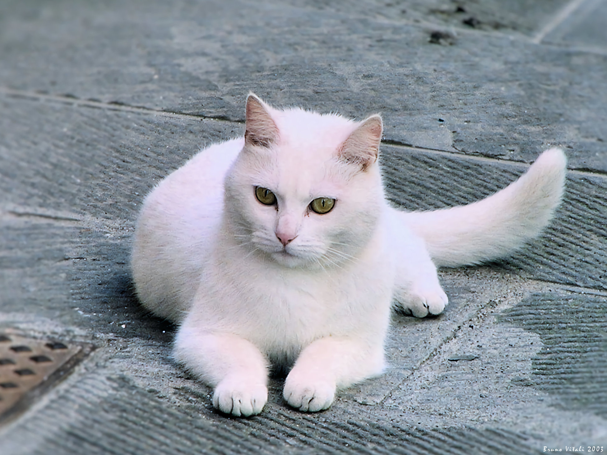 White cat...