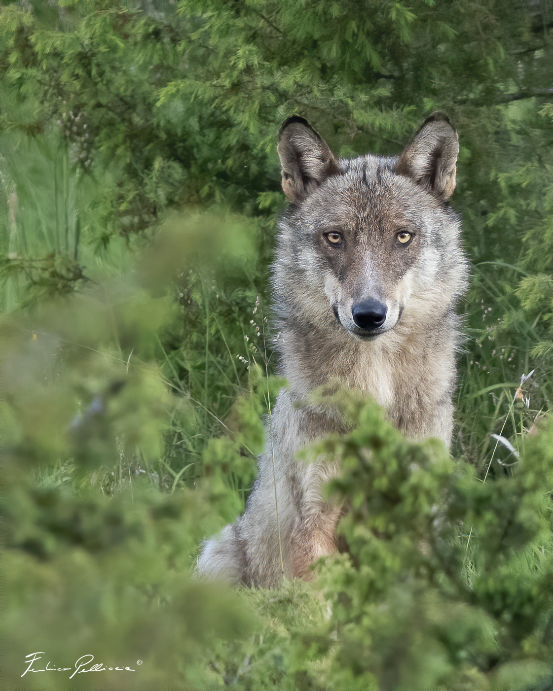 Face-to-face with the Apennine wolf ...
