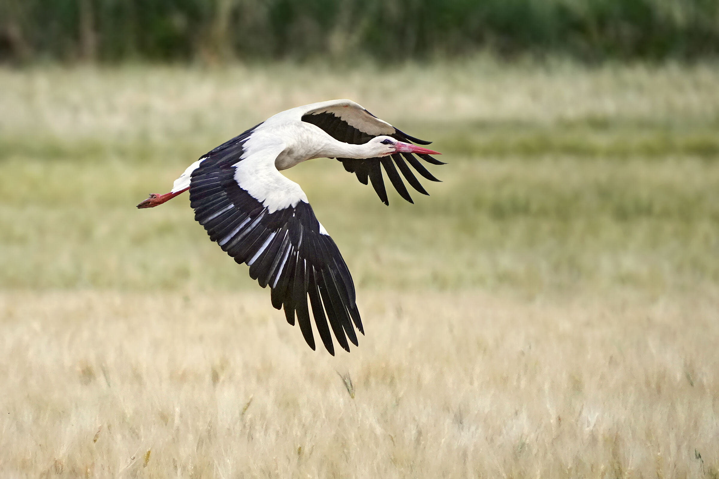 Stork and wheat...