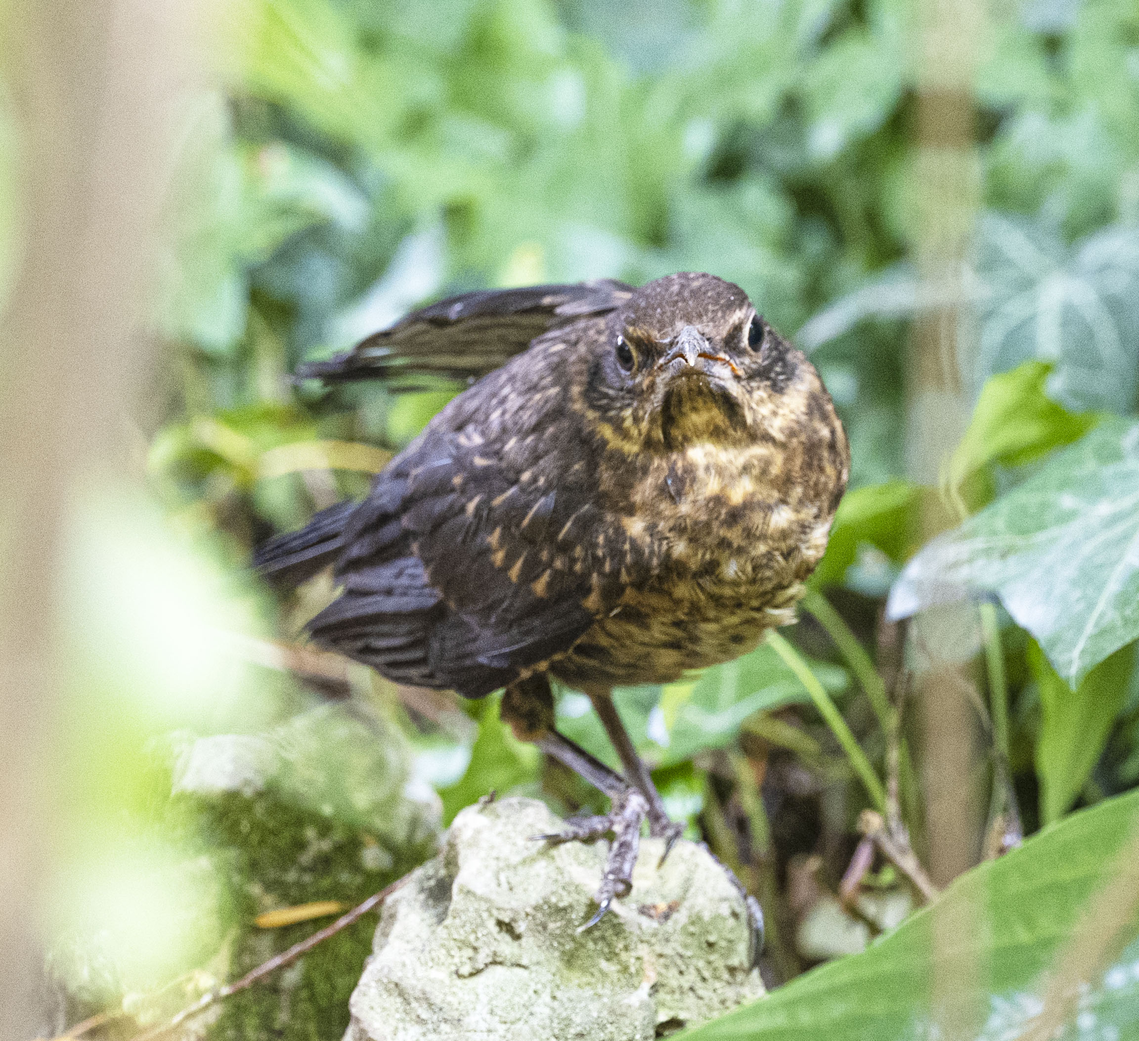 Little Man in the Like (Merlin?)...