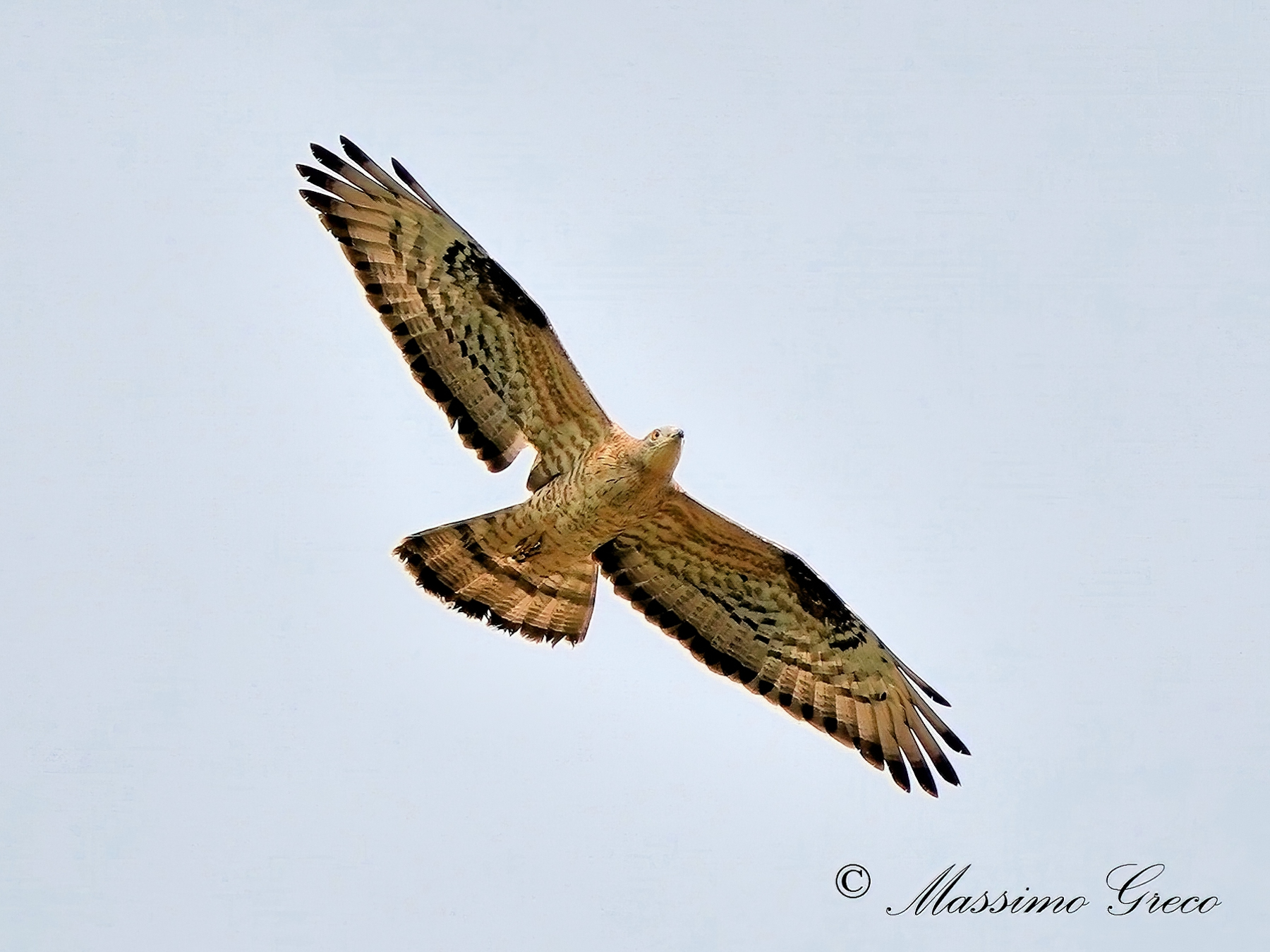 Falco pecchiaiolo (Pernis apivorus)...