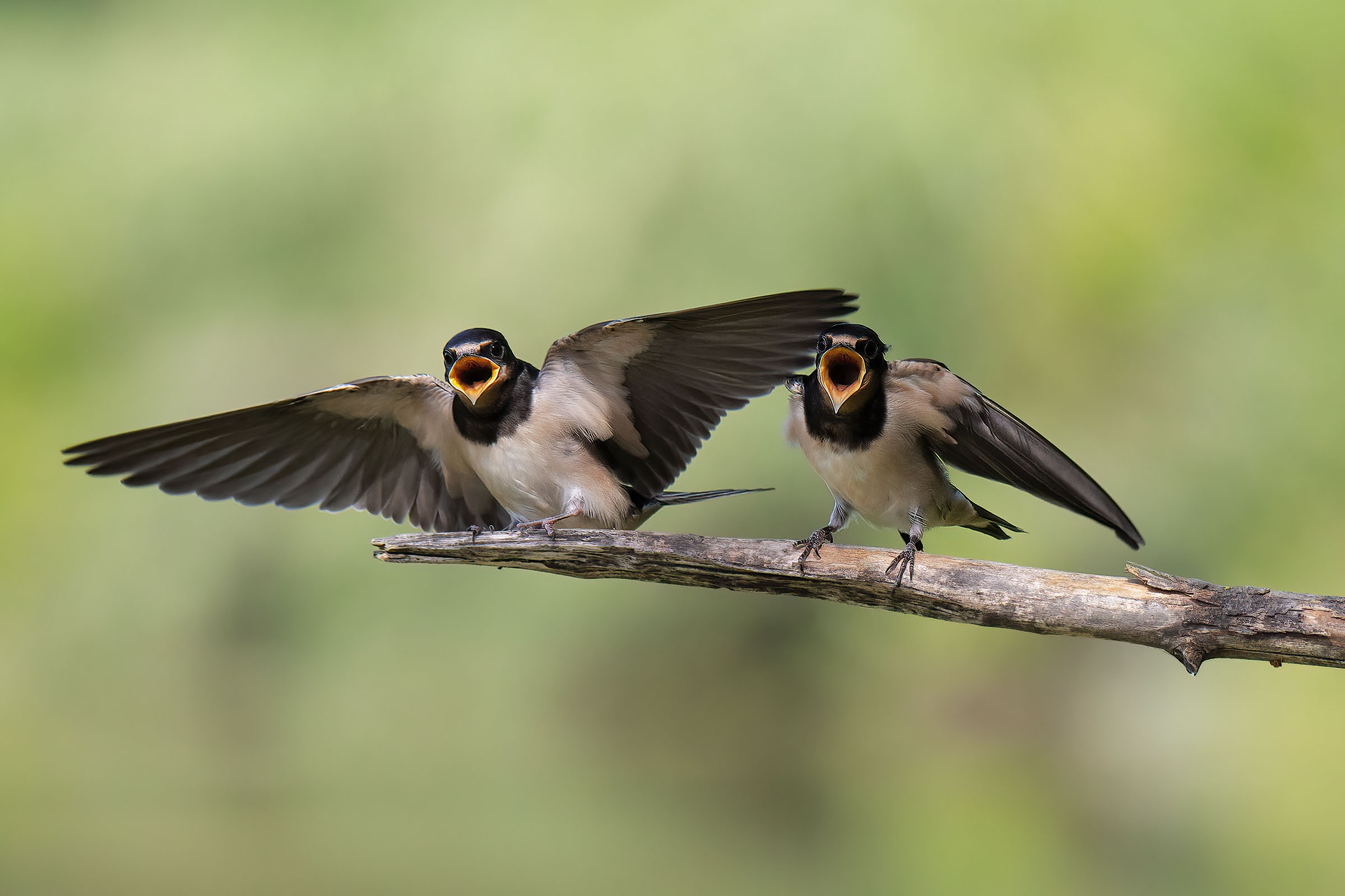 Hungry Young Swallows ...