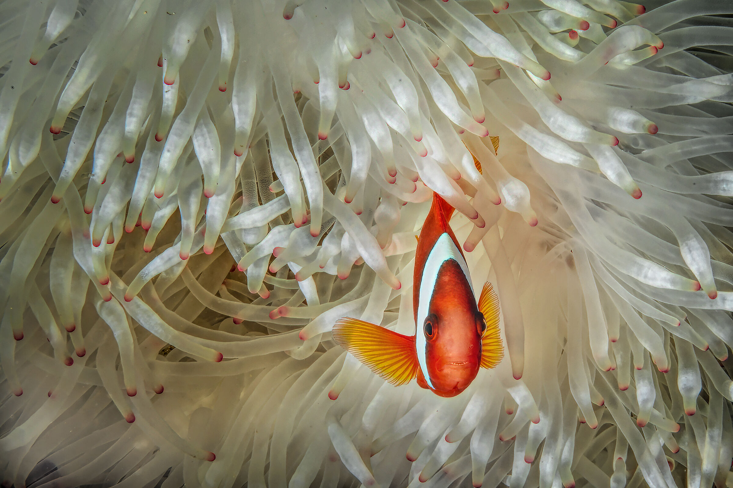clownfish  in white anemone  Philippines , Moalboal...