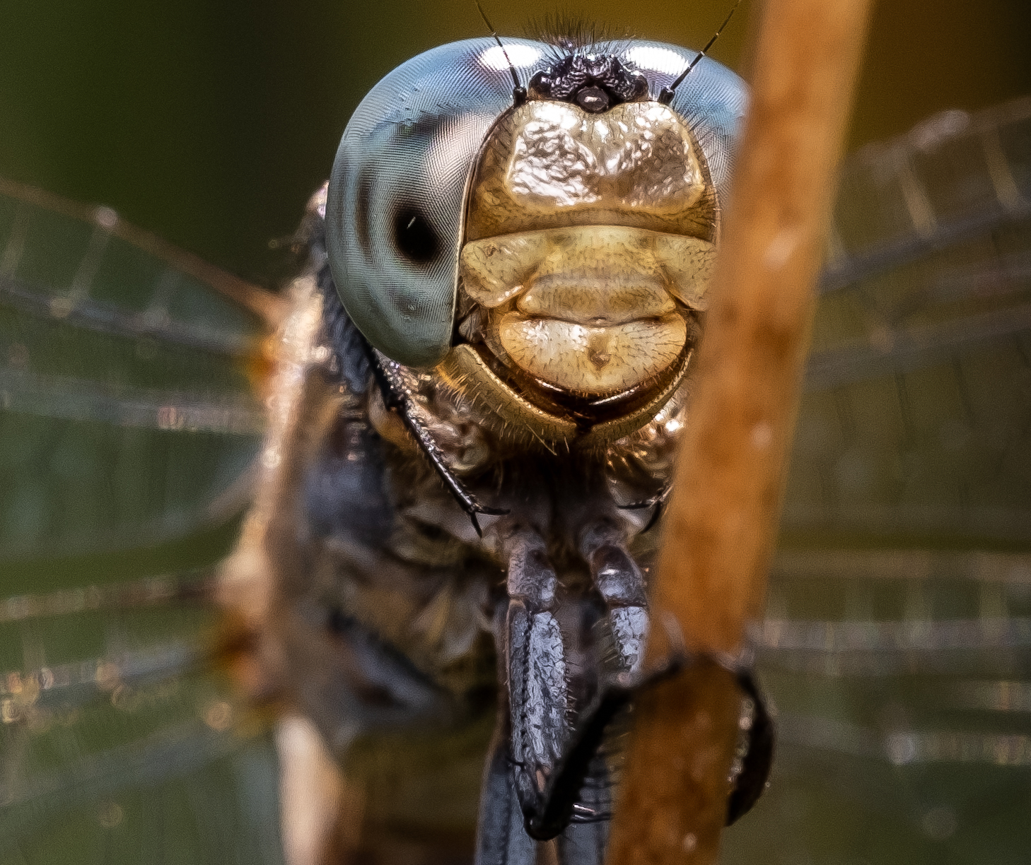 Dragonfly with a smile...