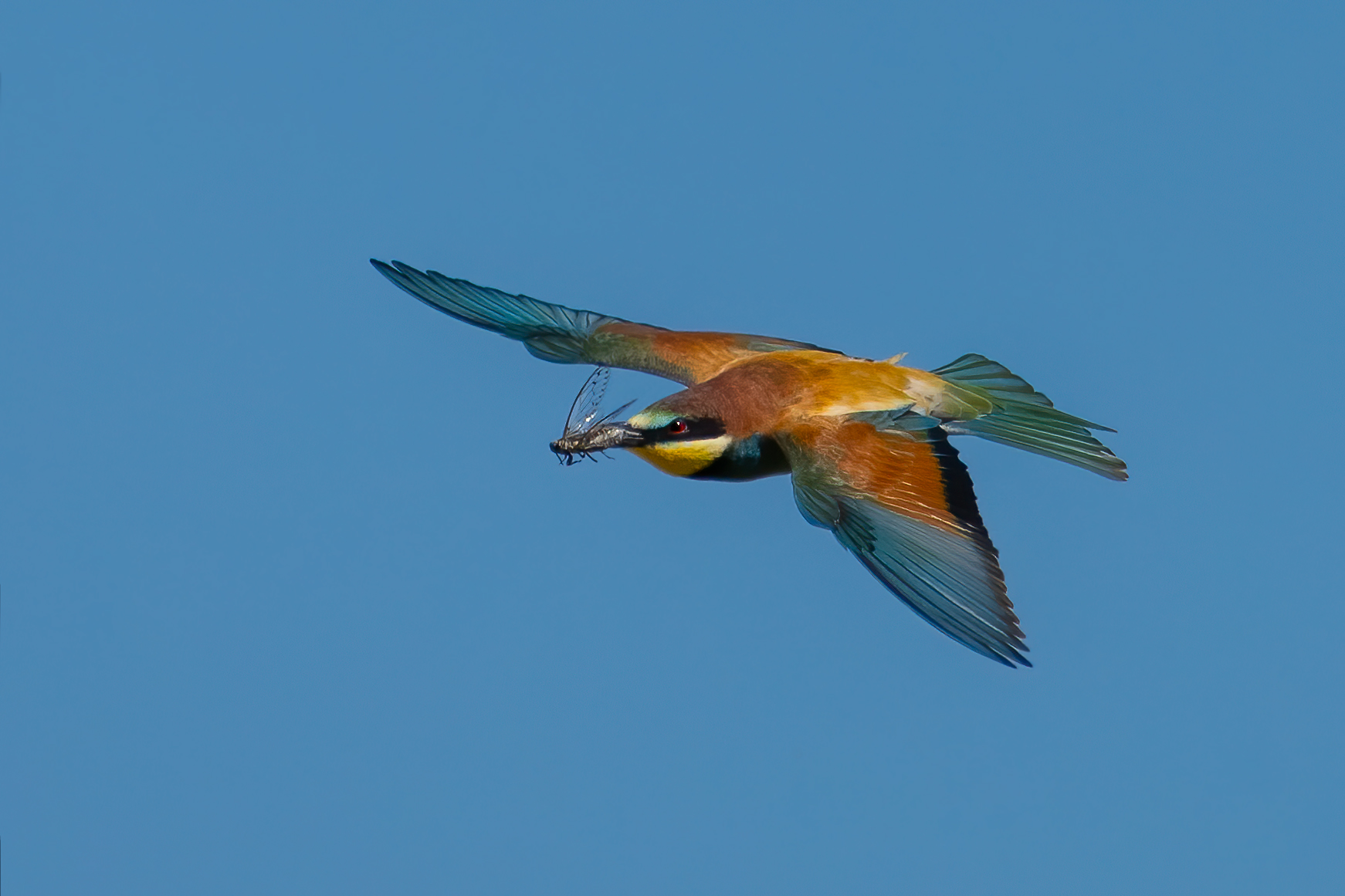 bee-eater ...