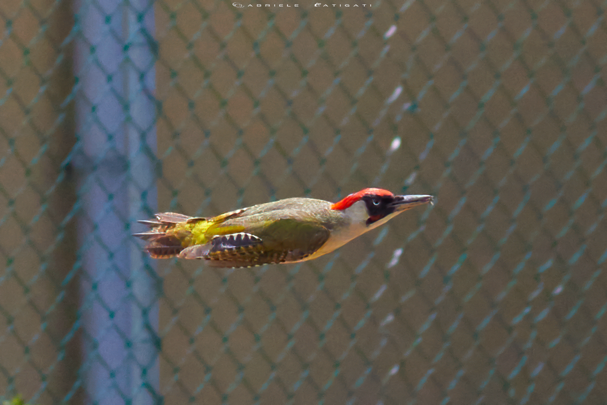 Spotted woodpecker in flight...