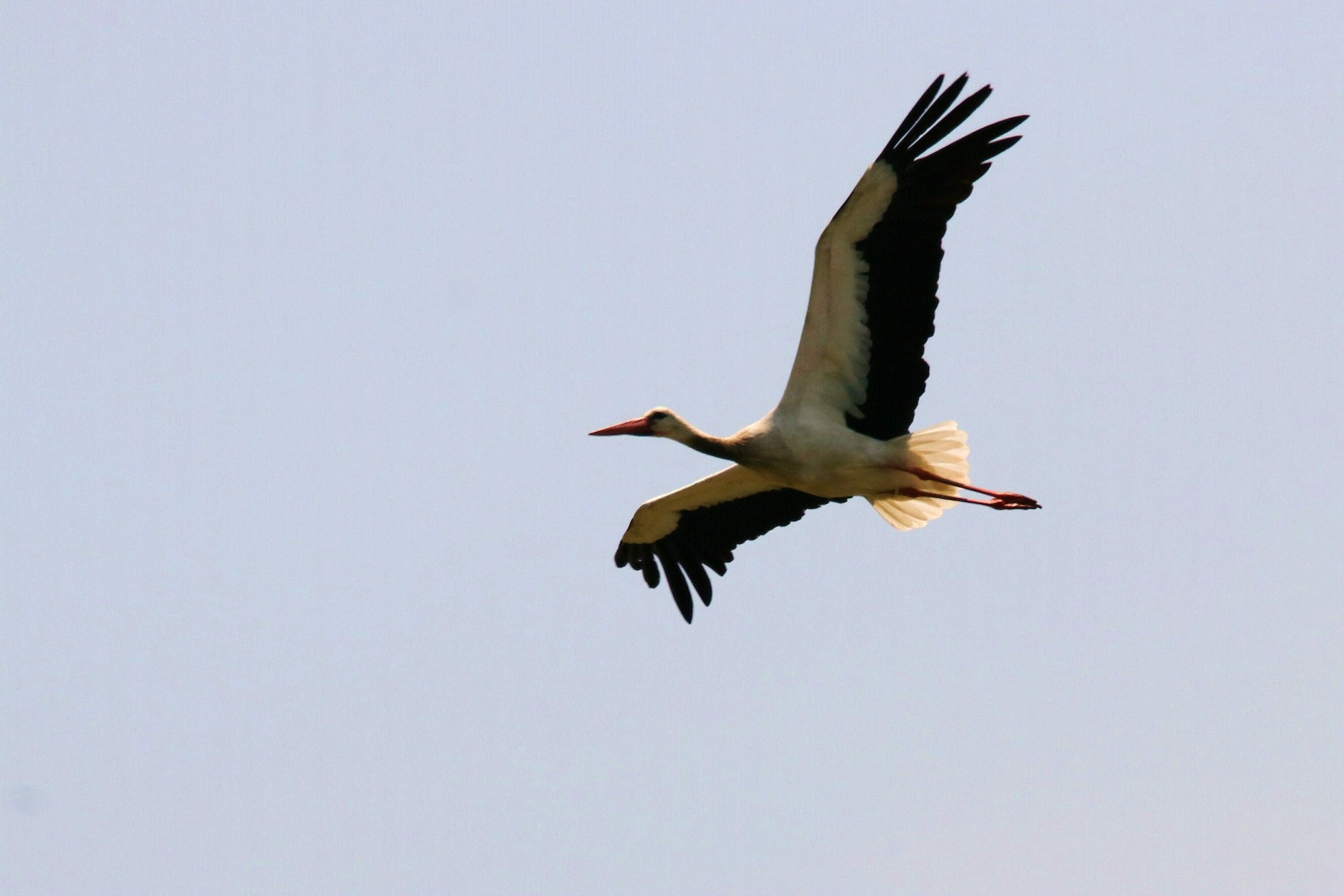 white stork...