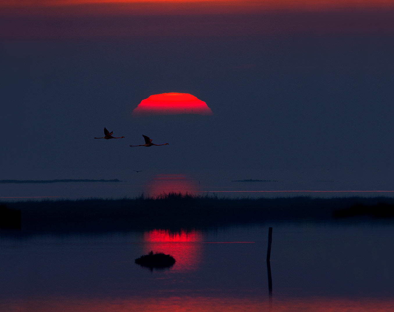 Flamingos at sunset....