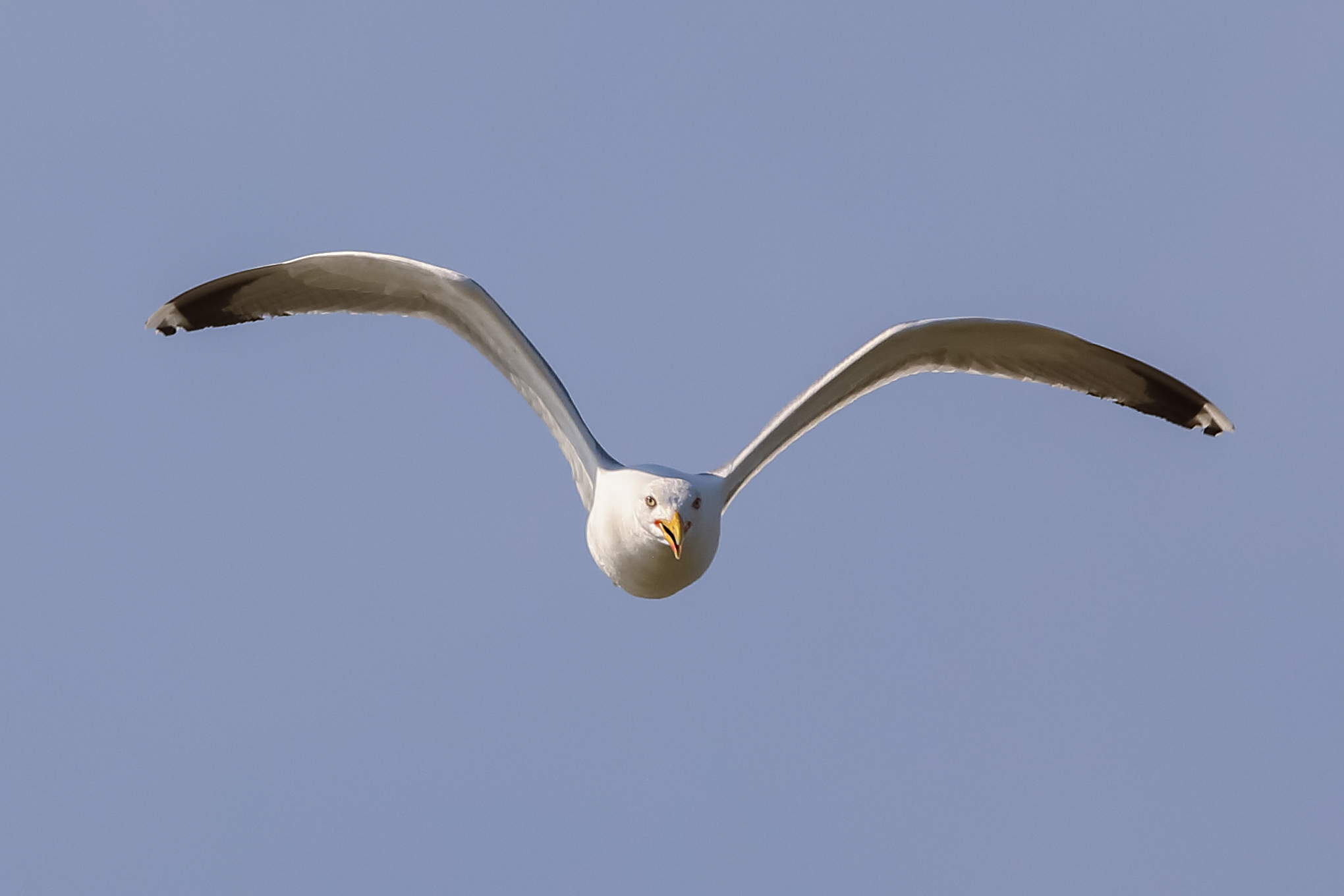 seagull in flight...