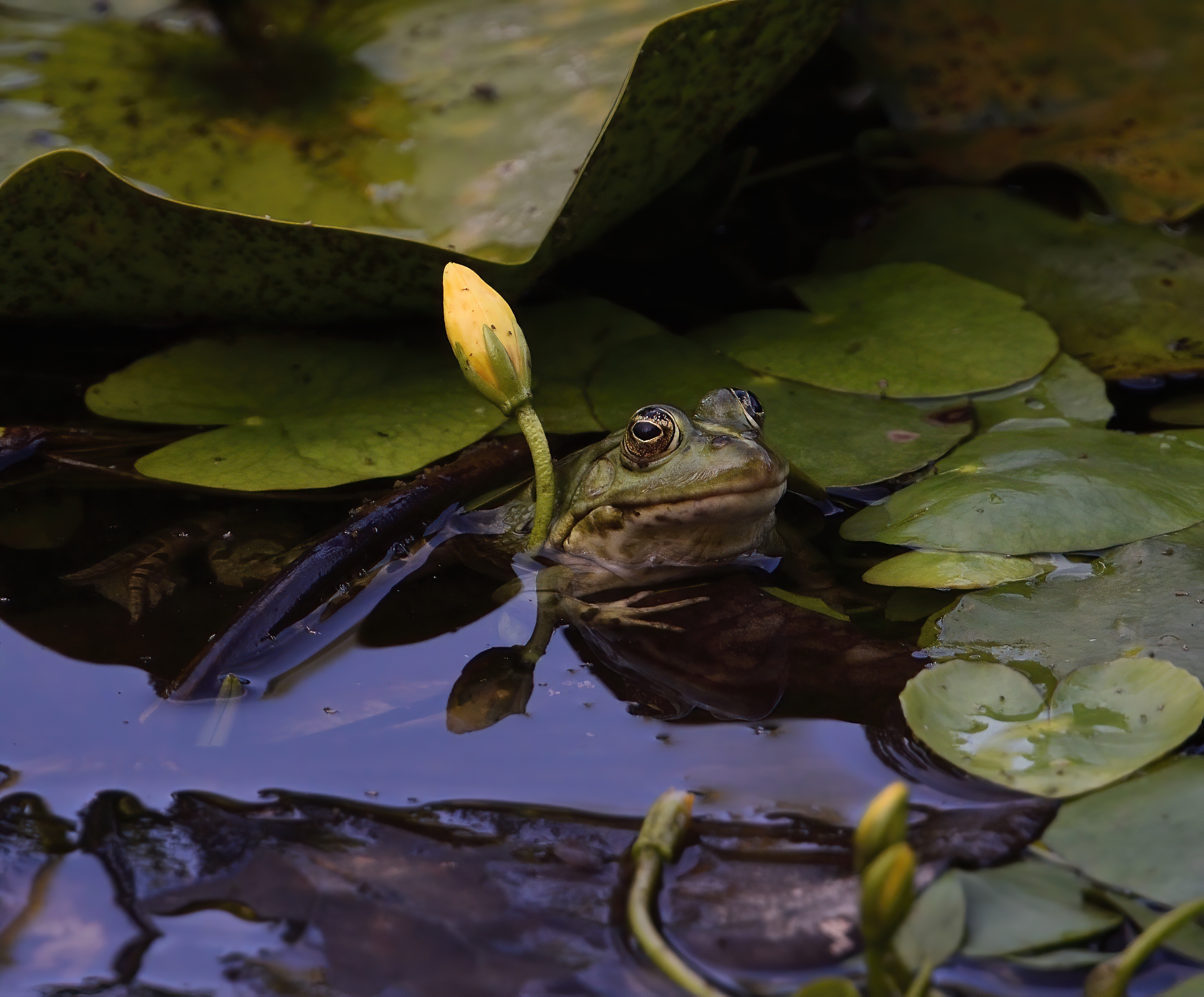 The Frog and the Water Lily...