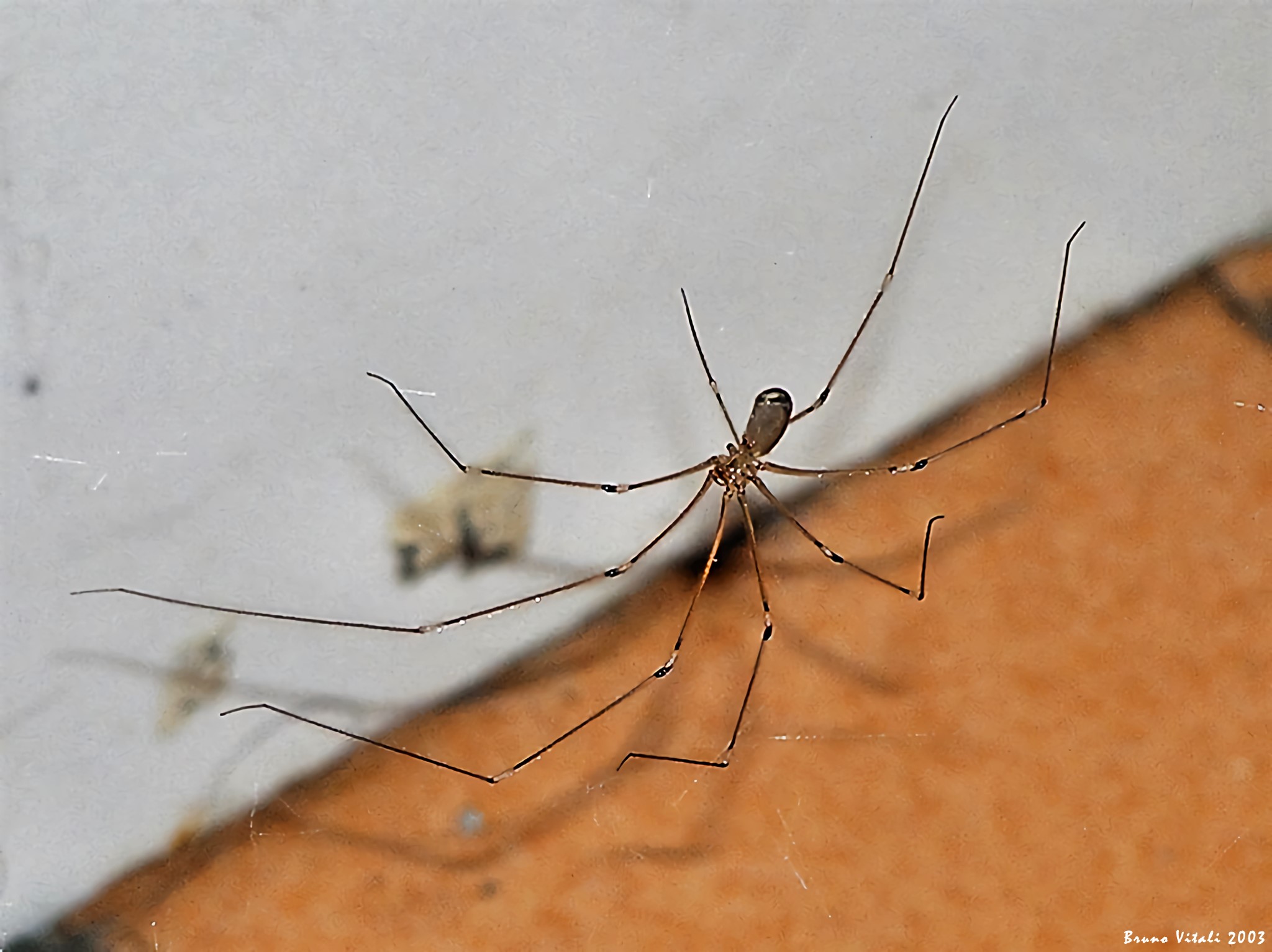 Dancing Spider (Pholcus phalangioides)...