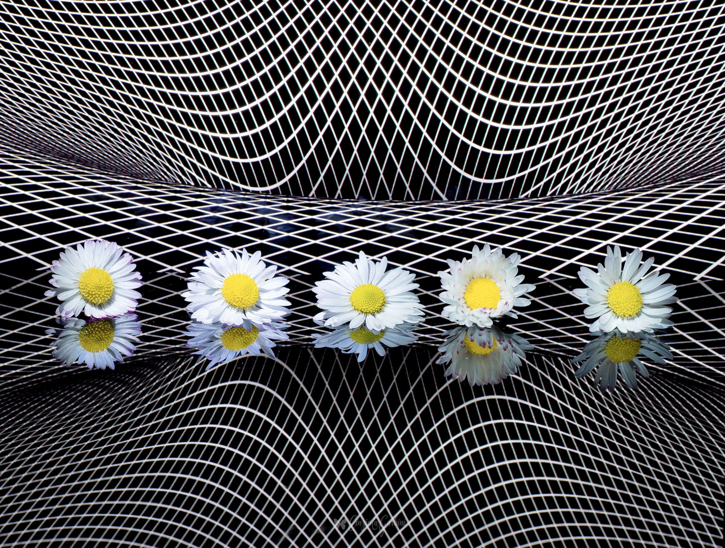 daisies in the net...