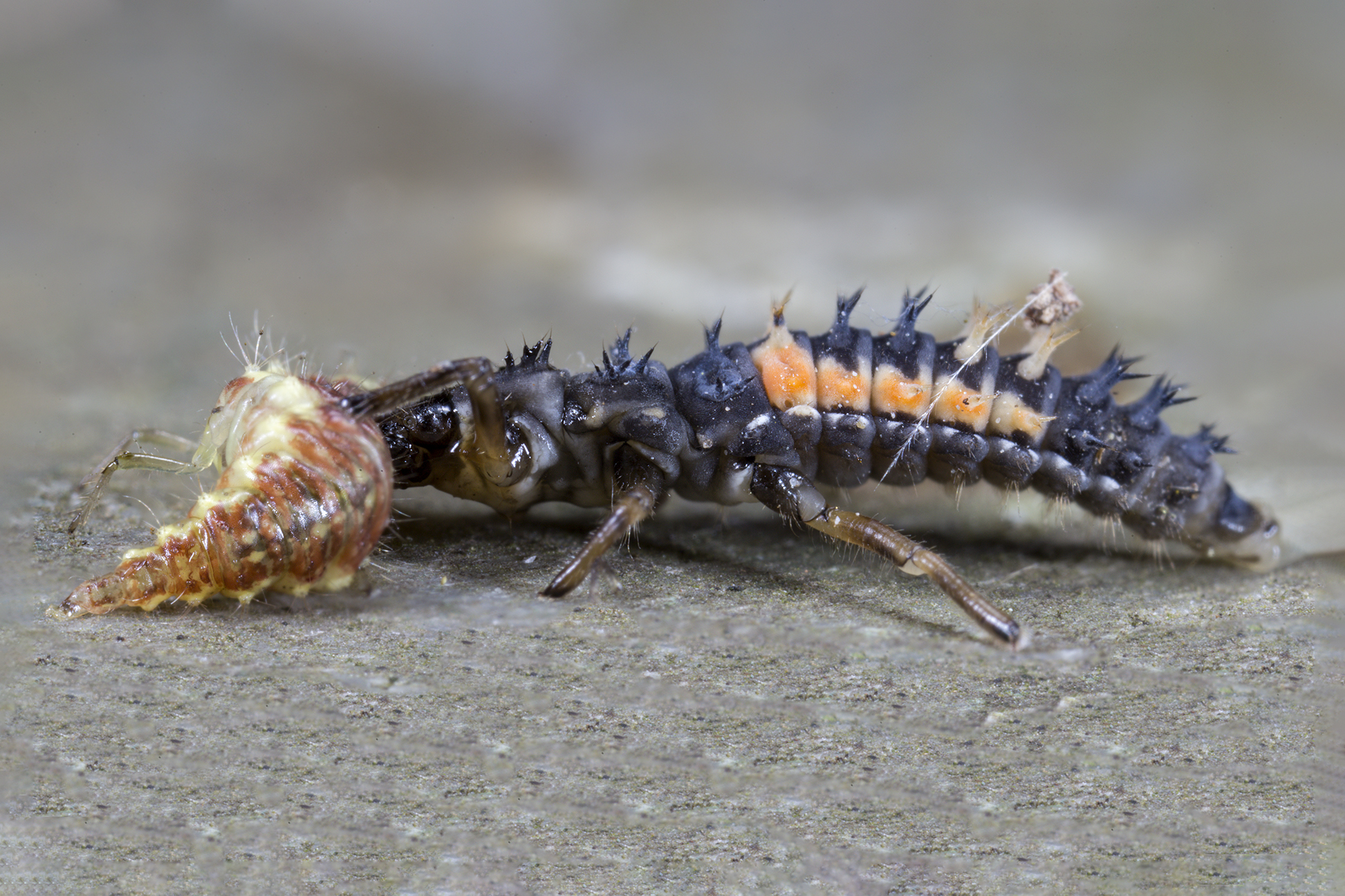 Larva of ladybug Harmonia axyridis with prey: Larva ...