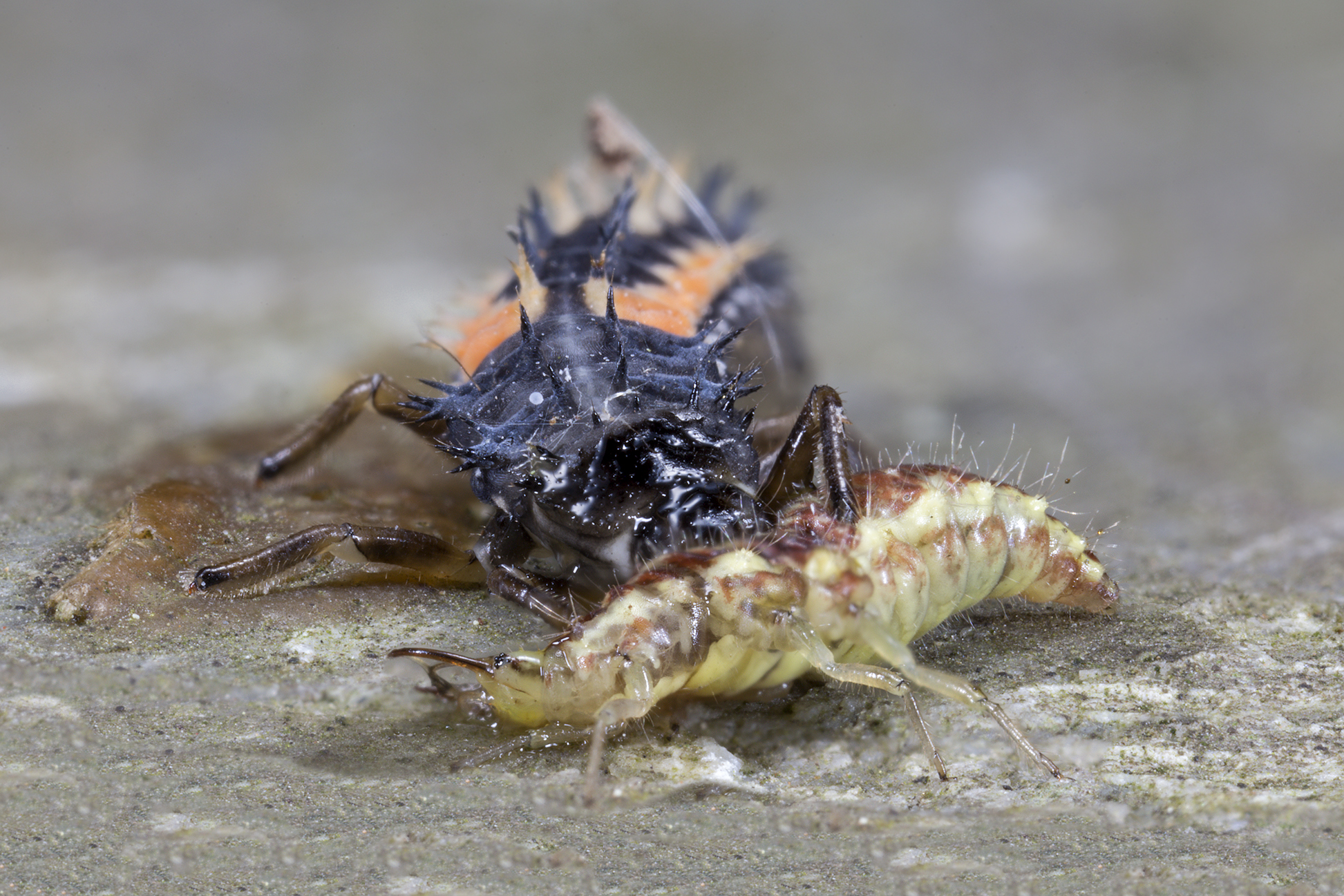 Larva of ladybug Harmonia axyridis with prey: Larva ...
