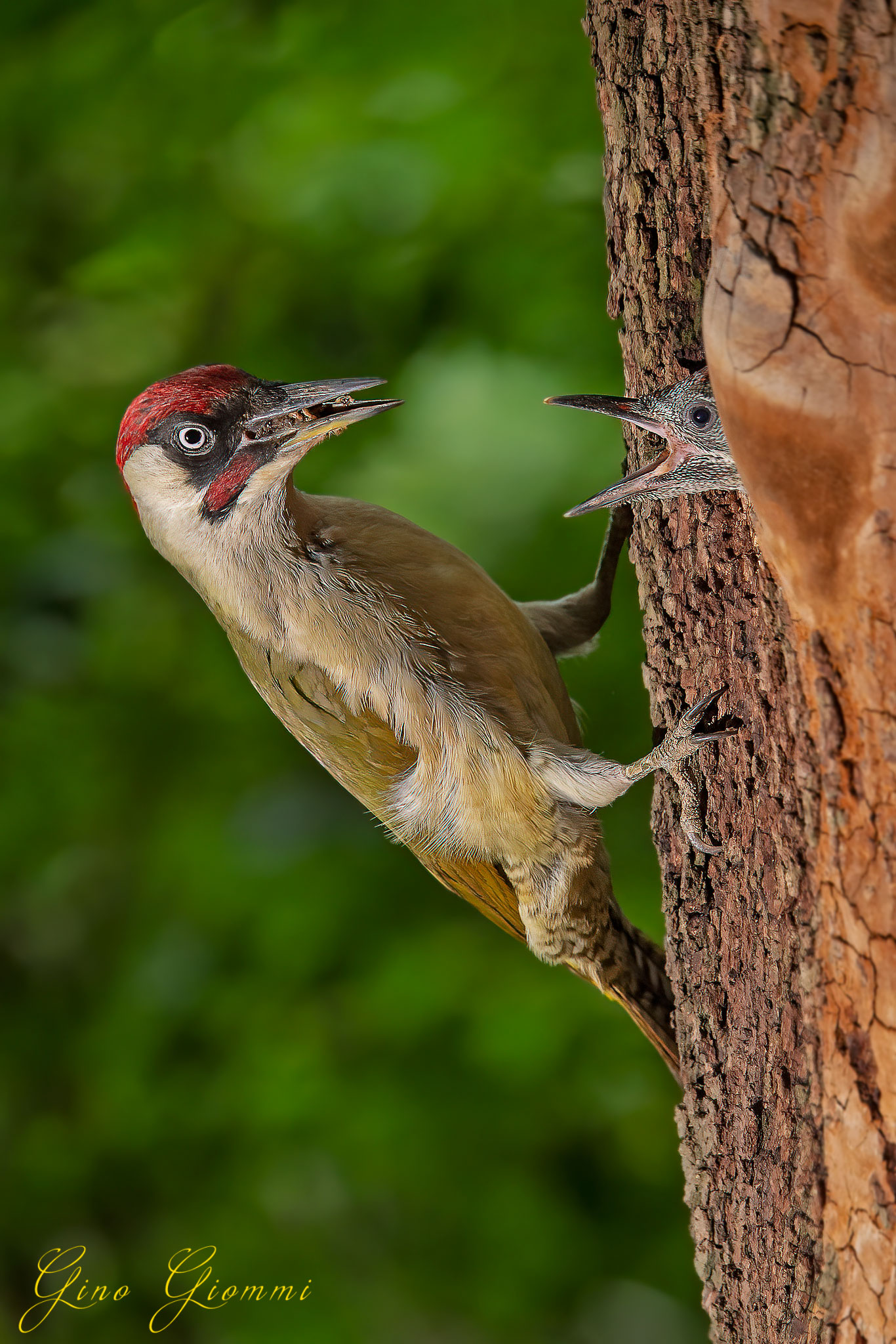 Imbeccata Green woodpecker ...