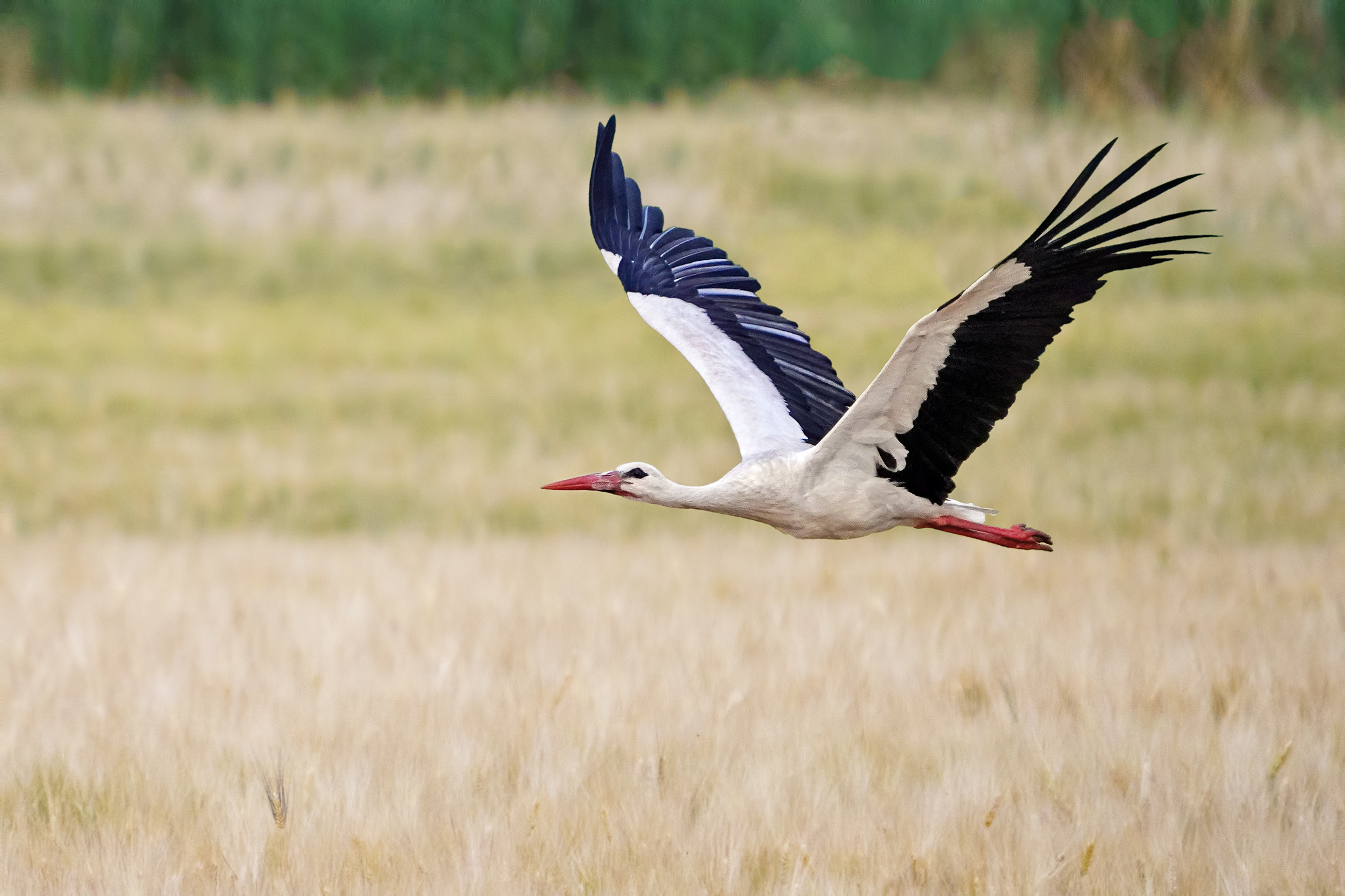The Stork and the Wheat 3...