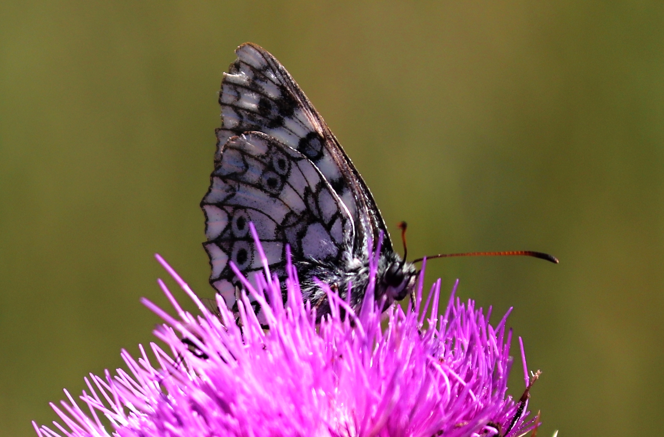 Butterfly and milk thistle...