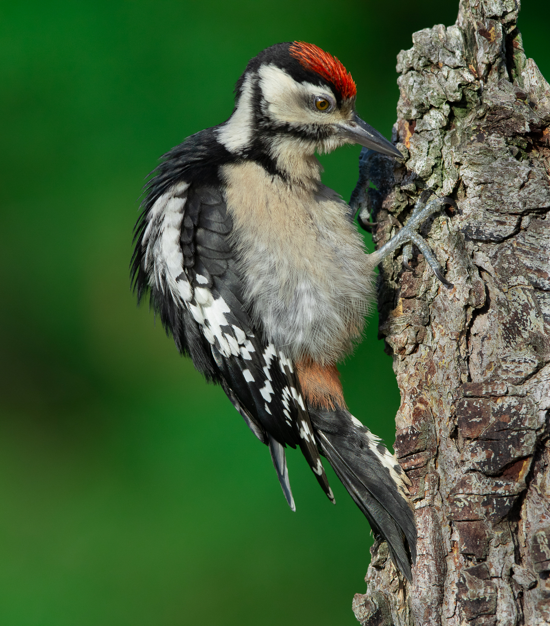 Young woodpecker...
