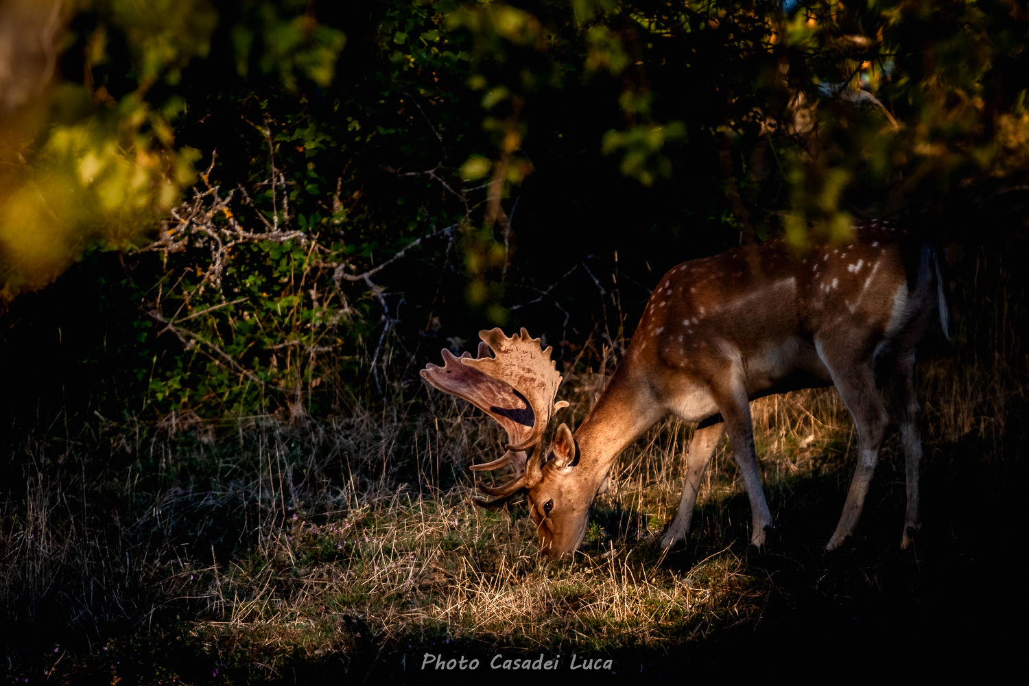 Deers between lights and shadows...