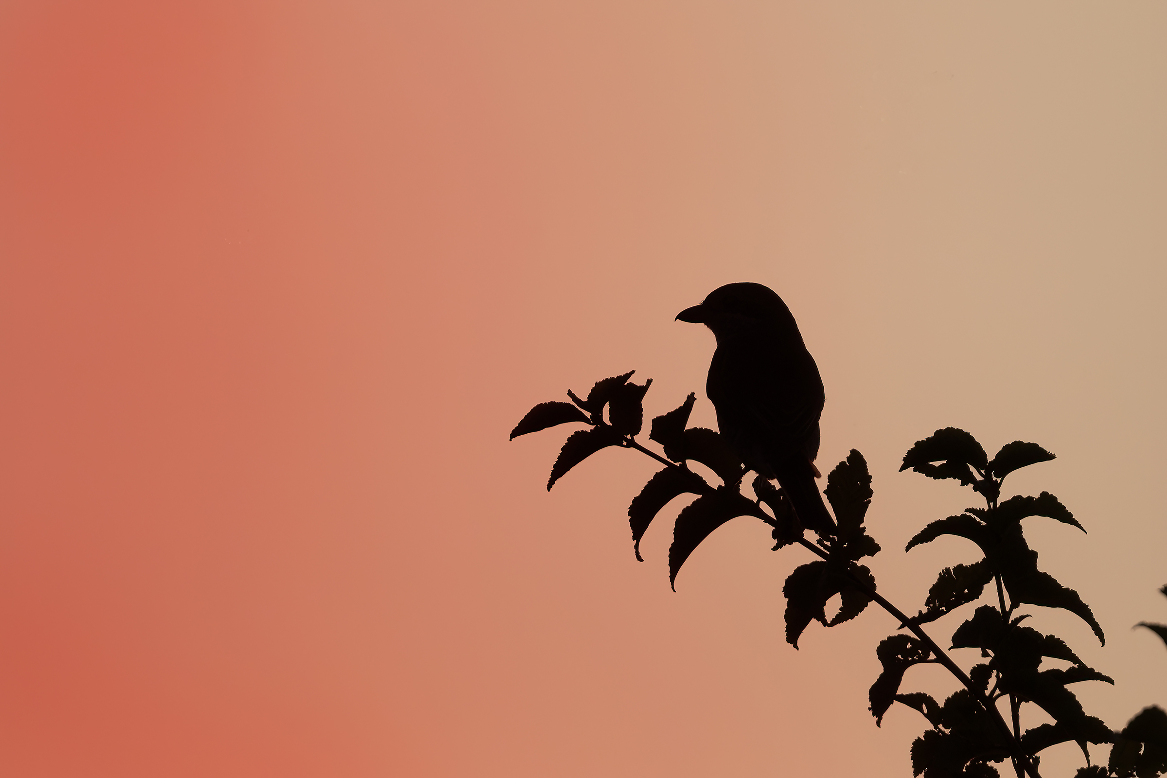 The small shrike and the sunset...
