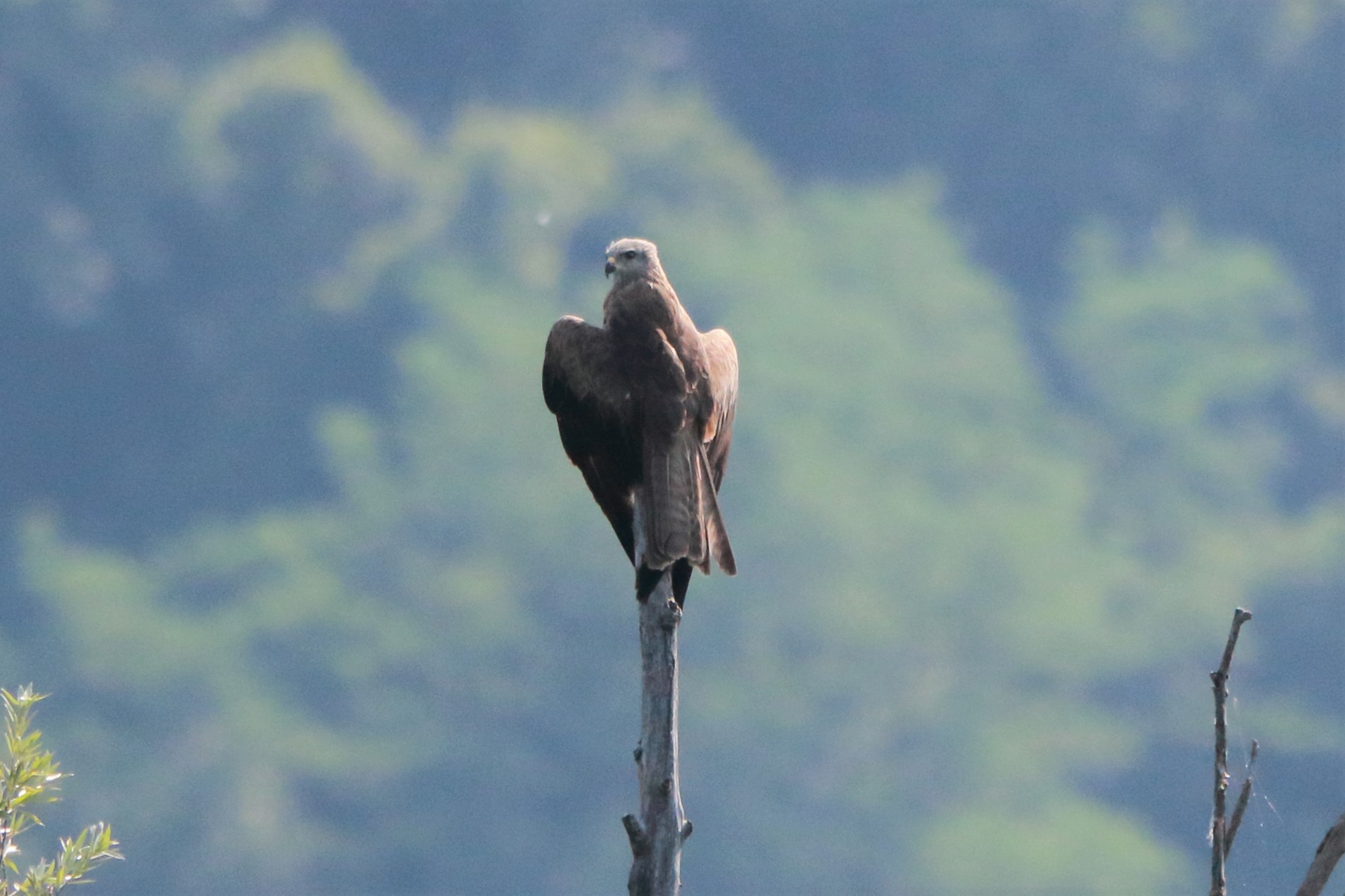 Perched black kite (Brivio swamp)...
