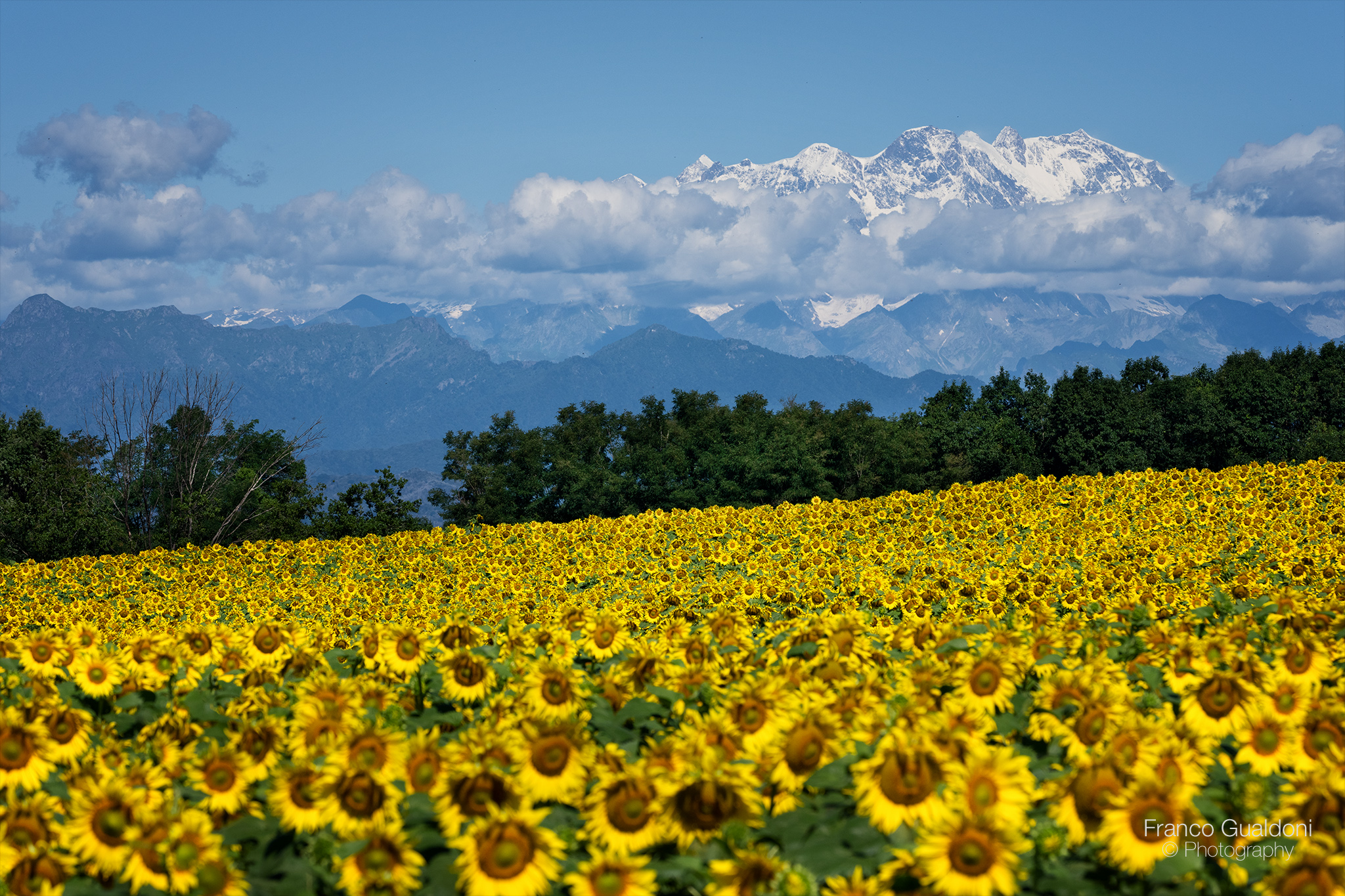 Sunflowers and Monte Rosa...