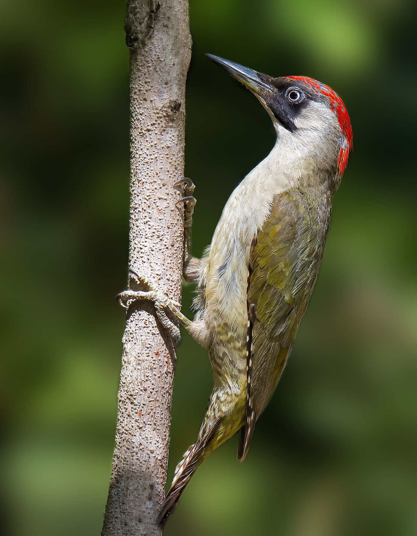 After the Son, the mother... Green Woodpecker (F)...