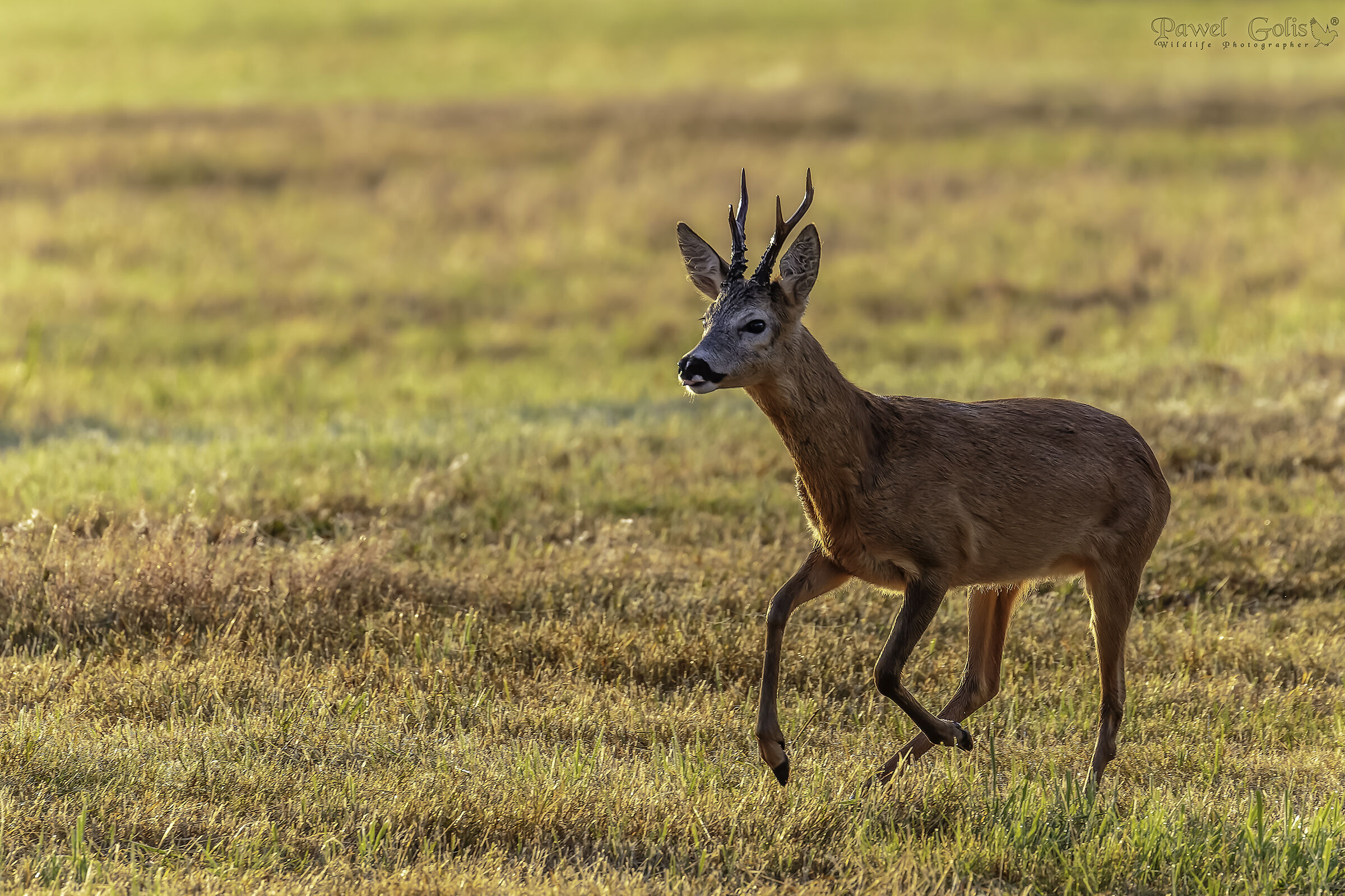 Roe deer - goat (Capreolus capreolus)...