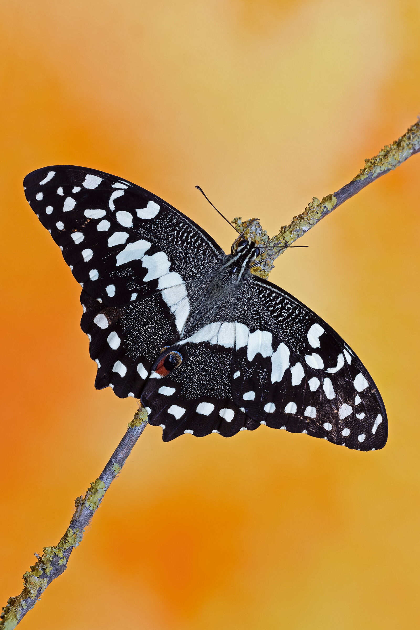 Papilio Demodocus...