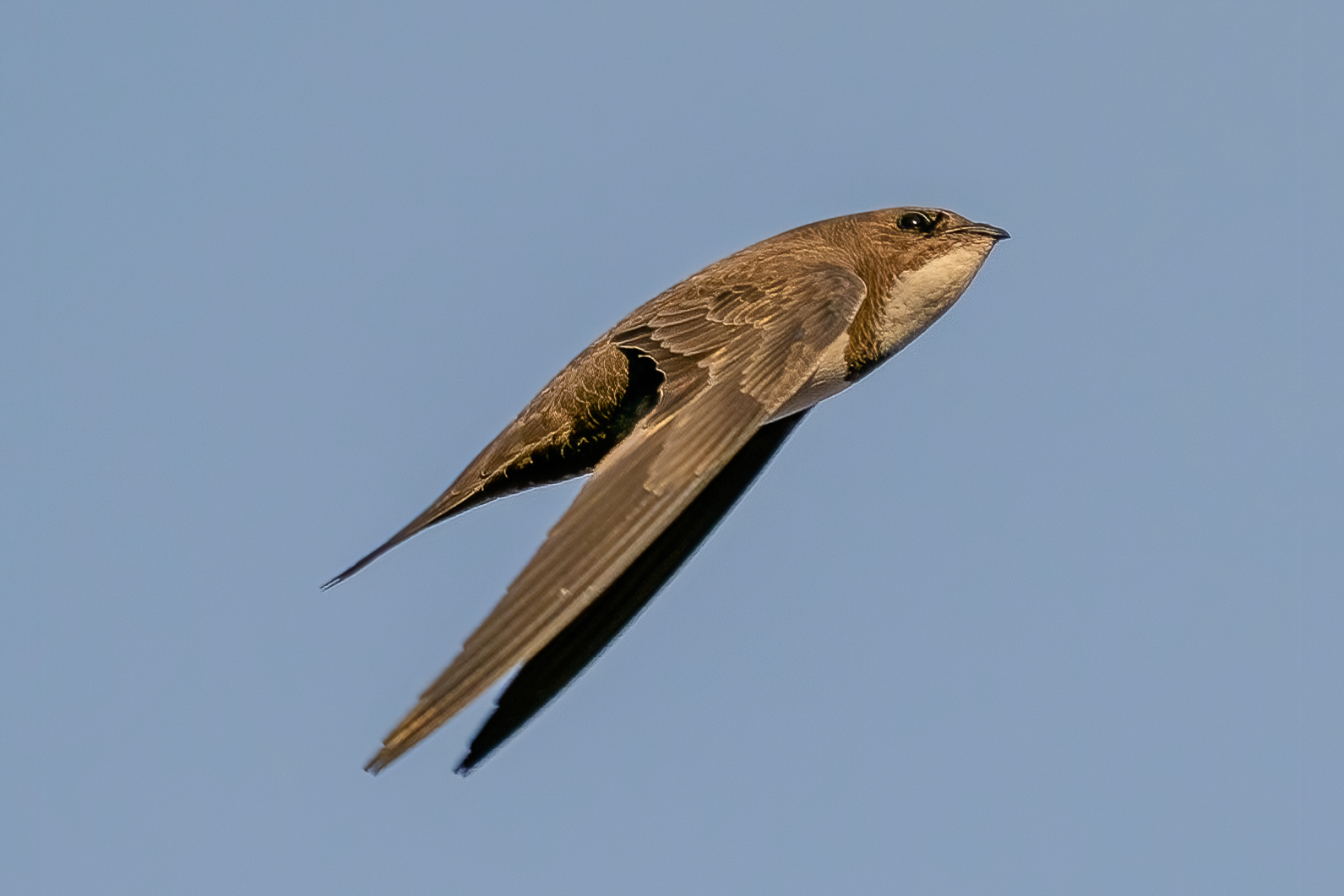 Greater Swift (Tachymarptis melba)...