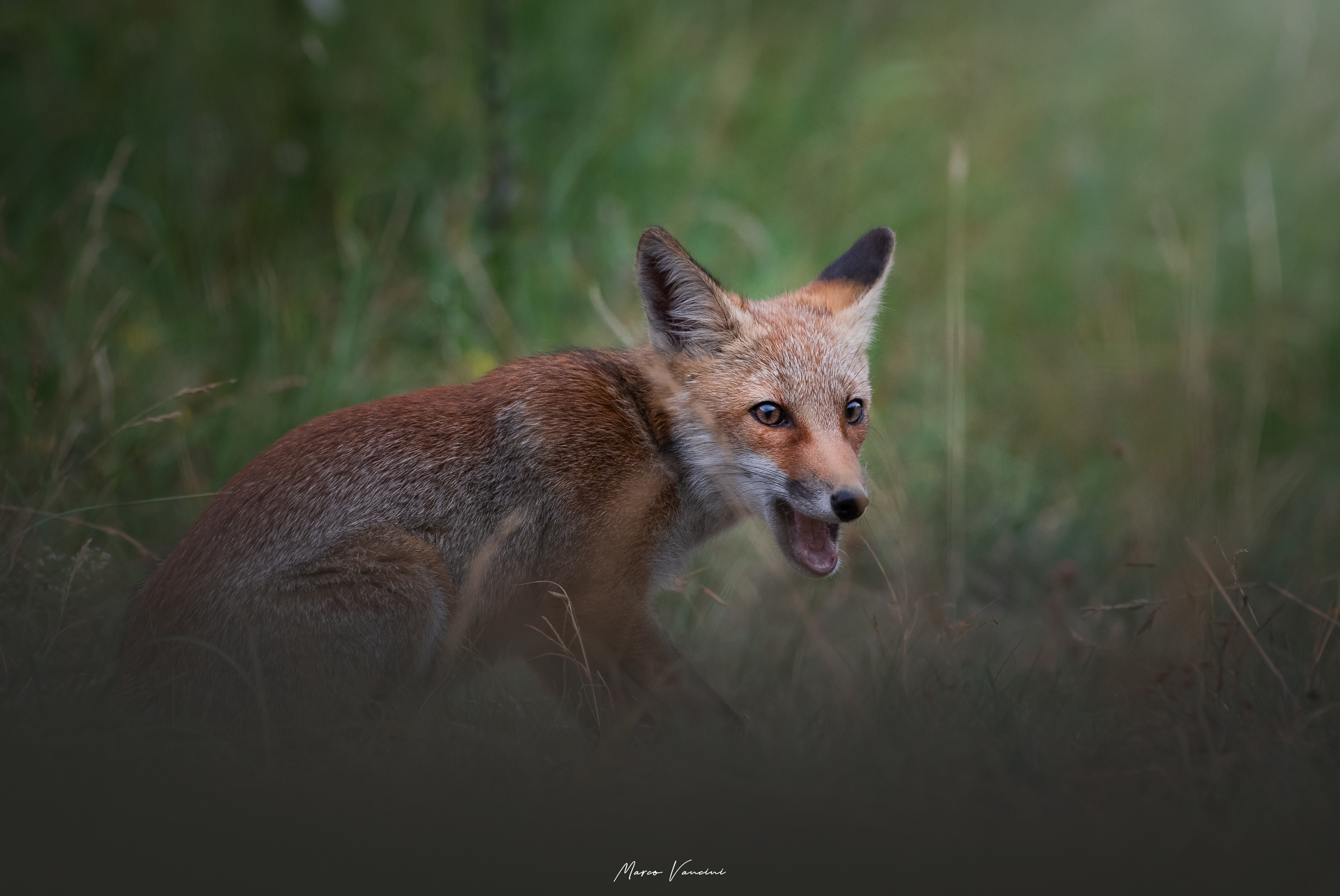 Fox cub ...
