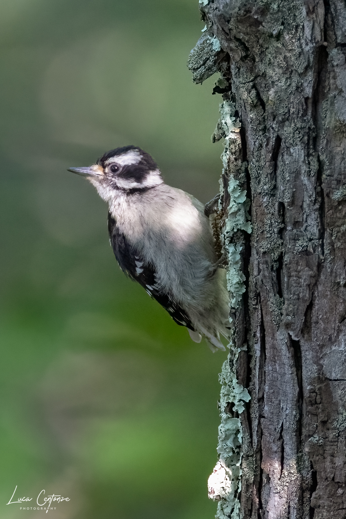Downy Woodpecker (Picoides pubescens)...