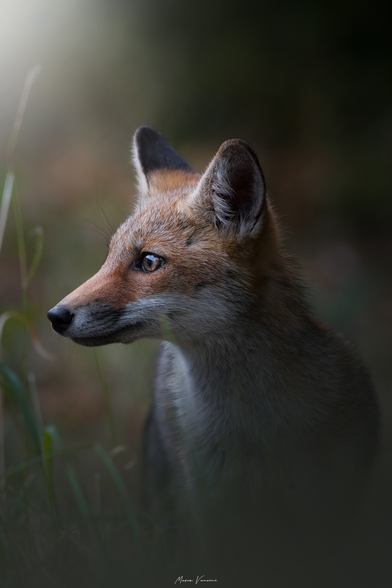 The profile of the red fox ...