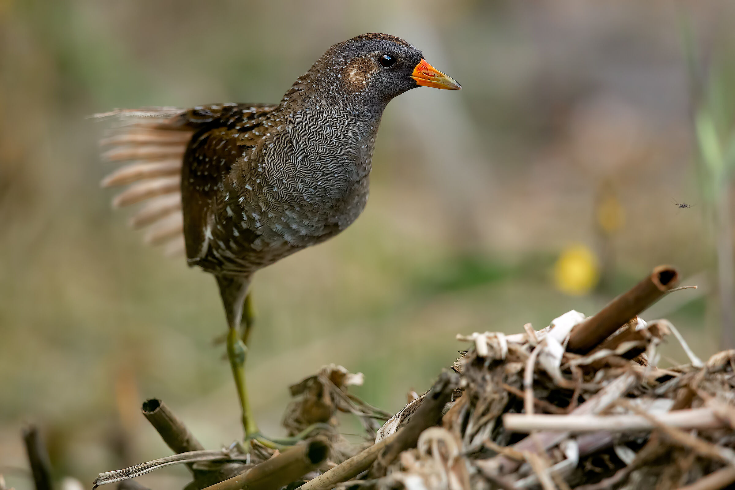 spotted crake...